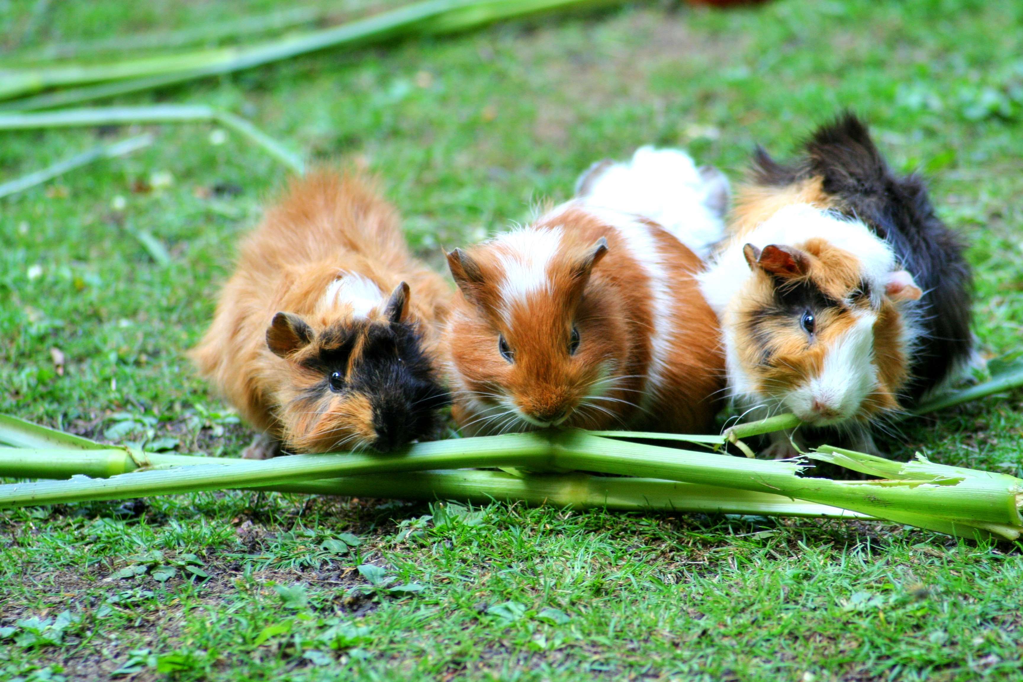 Cute, Grass, Green, Guinea Pig, Pets Wallpaper And - Do Guinea Pigs Eat , HD Wallpaper & Backgrounds