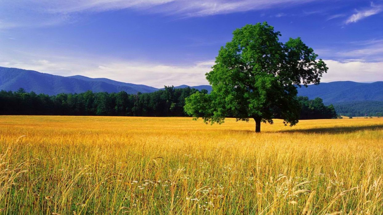 Great Smoky Mountains Usa Ipad Mini Wallpapers Desktop - Landscape Pictures Of Nature , HD Wallpaper & Backgrounds