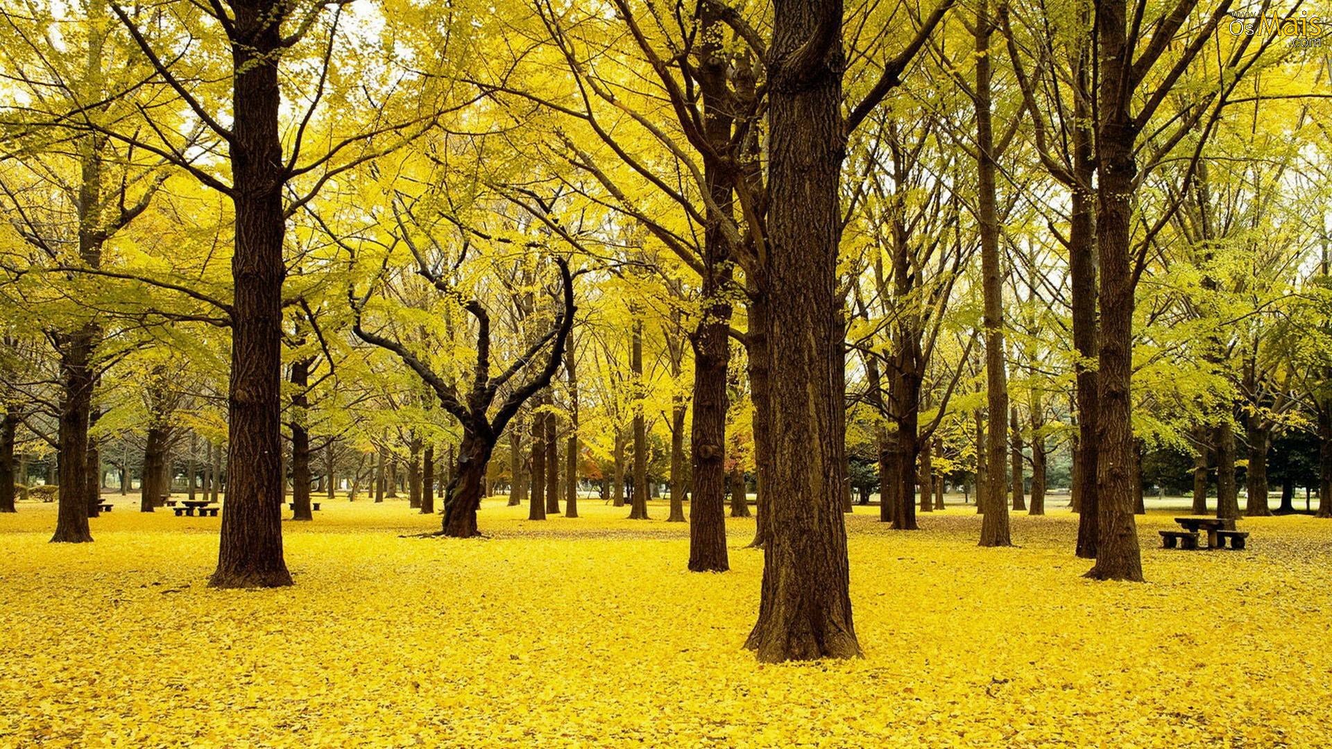 Papel De Parede Bosque Amarelo No Outono - Ginkgo Tree In Japan , HD Wallpaper & Backgrounds
