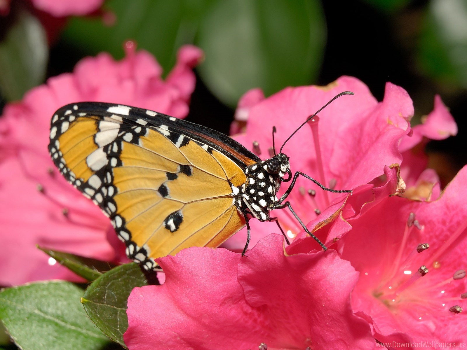 Download Standart - Butterfly On Flower , HD Wallpaper & Backgrounds