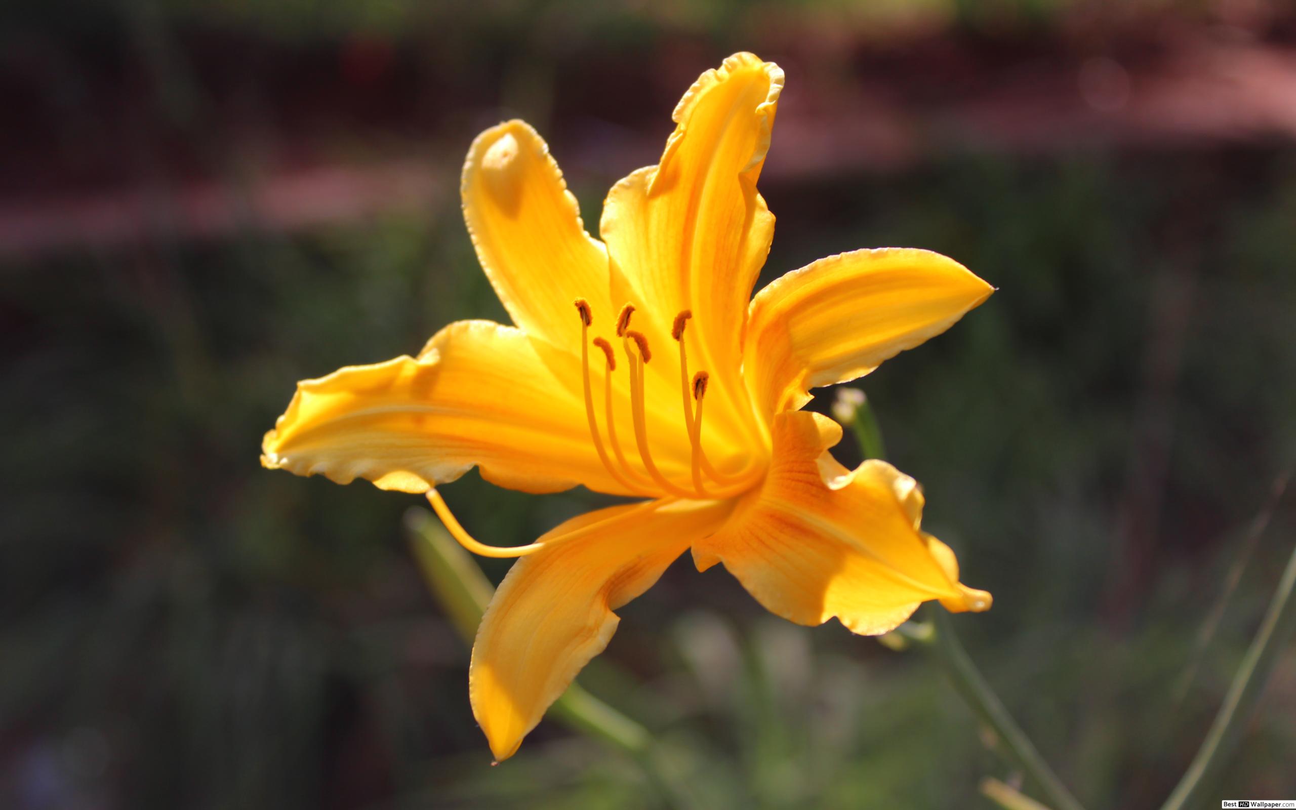 Daylily (#1150365) - HD Wallpaper & Backgrounds Download