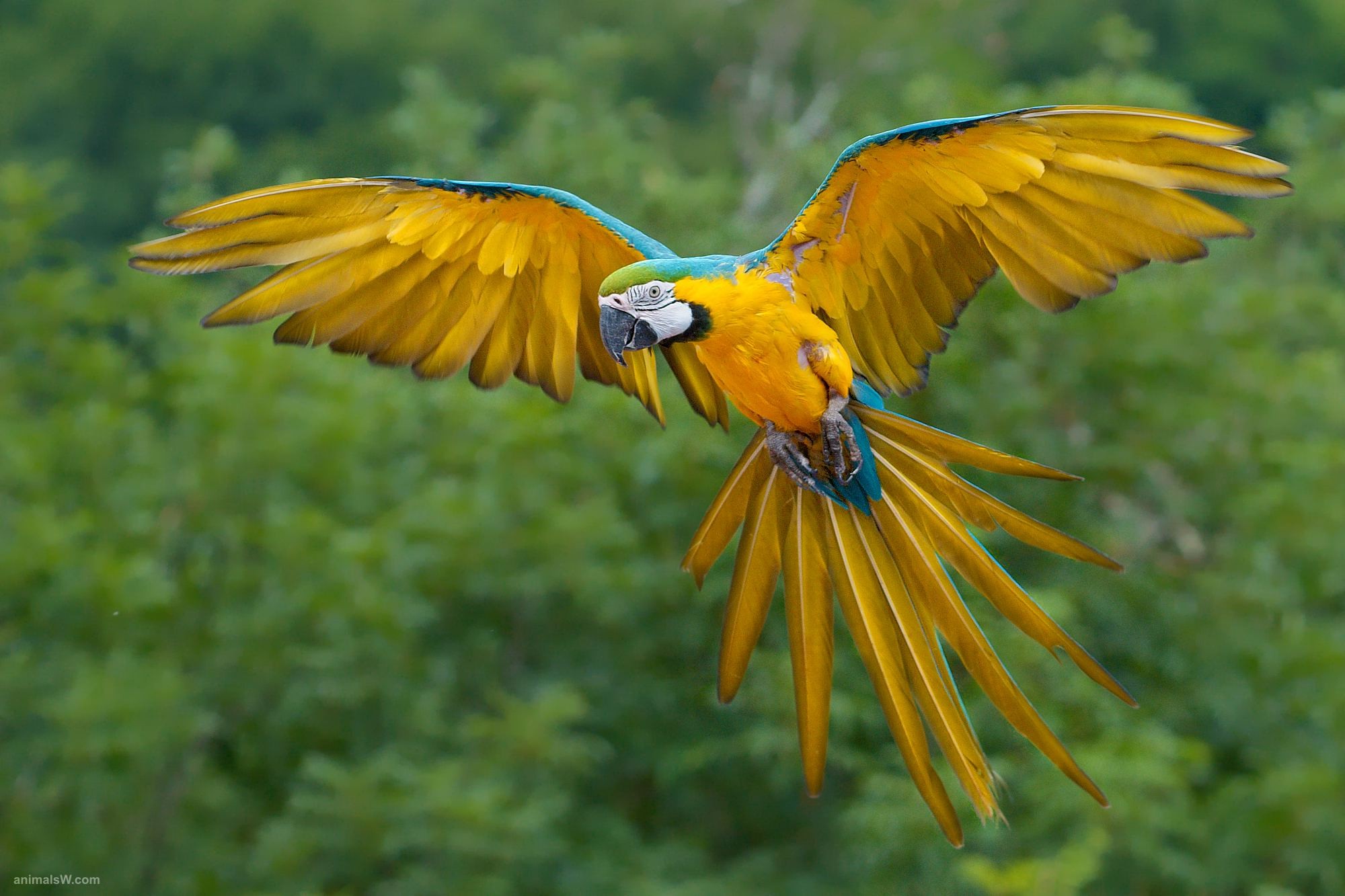 Animal Yellow Passaro Natureza Ave Macaw Amarelo Hd - Tropical Rainforest Birds Flying , HD Wallpaper & Backgrounds
