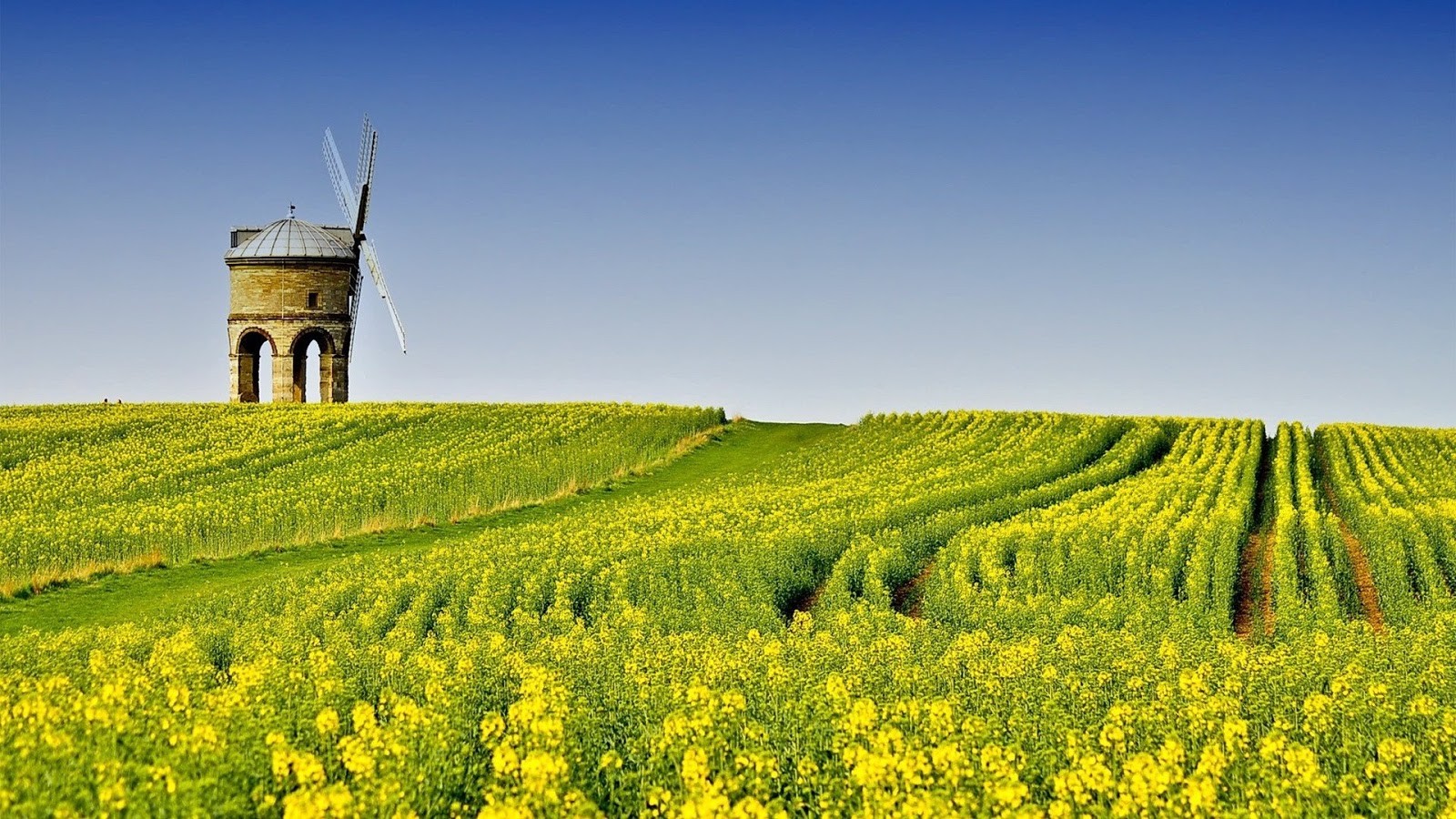 Beautiful Mustard Field Wallpapers Best Of Green Fields - Yellow Tulip Field , HD Wallpaper & Backgrounds