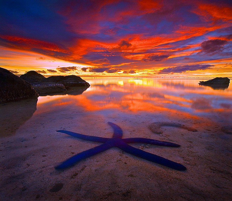 Blue Star Starfish Sunset Cliffs Gold Orange Sky Clouds - Reflection , HD Wallpaper & Backgrounds