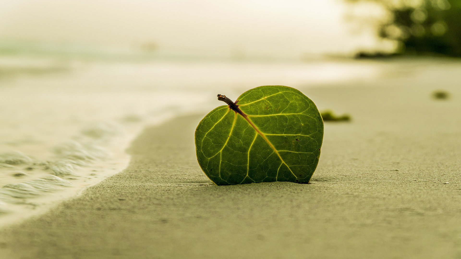 Stress Relief - Leaf On Beach , HD Wallpaper & Backgrounds
