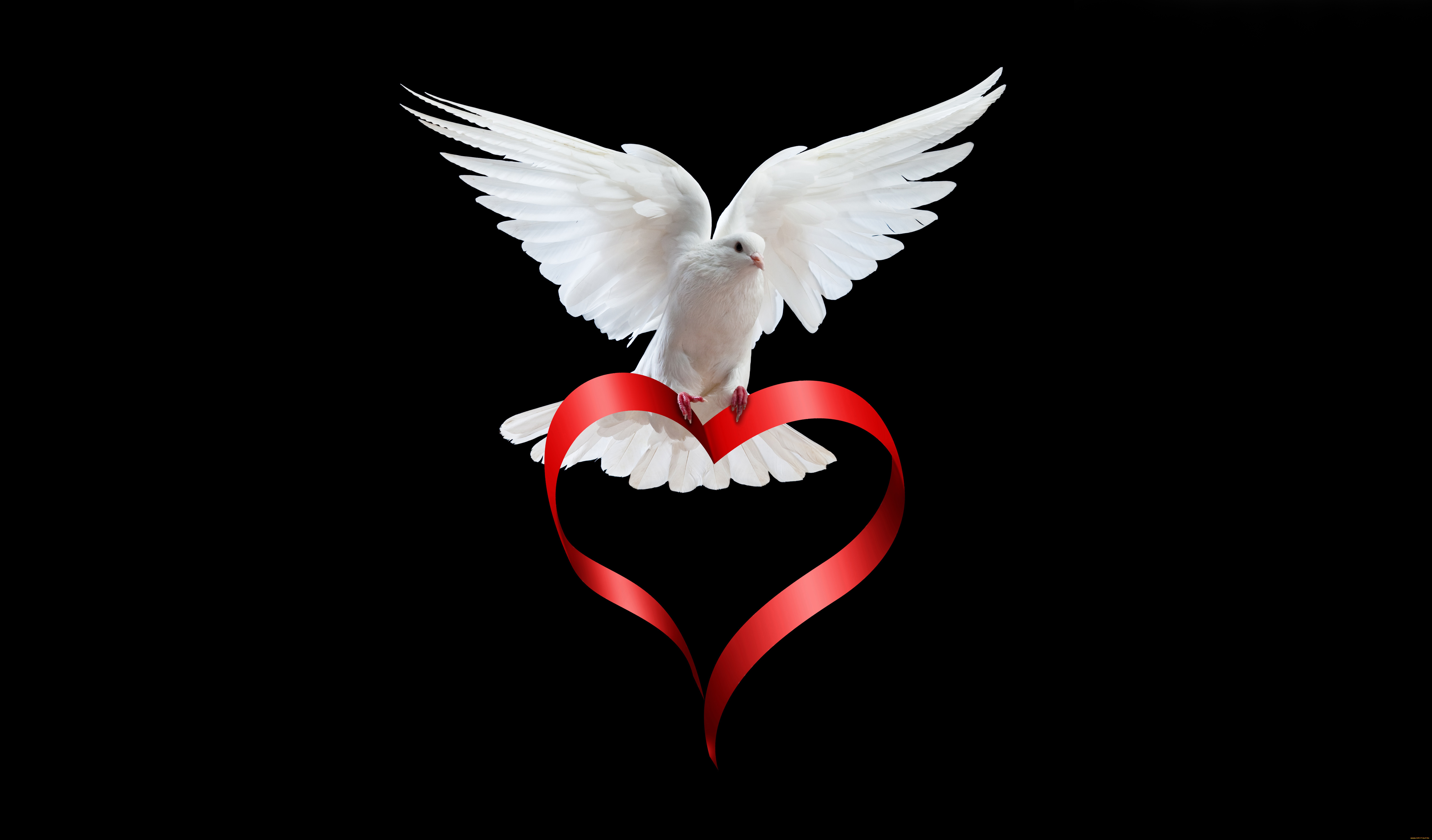 Published On January 5, 2019 - White Dove With Heart , HD Wallpaper & Backgrounds