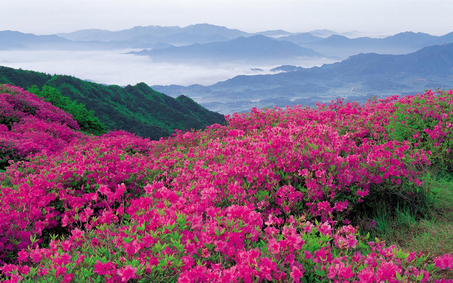 Wildflower, Wilderness, Flora, Mount Scenery, Plant - Valley Of Flowers National Park Uttarakhand , HD Wallpaper & Backgrounds