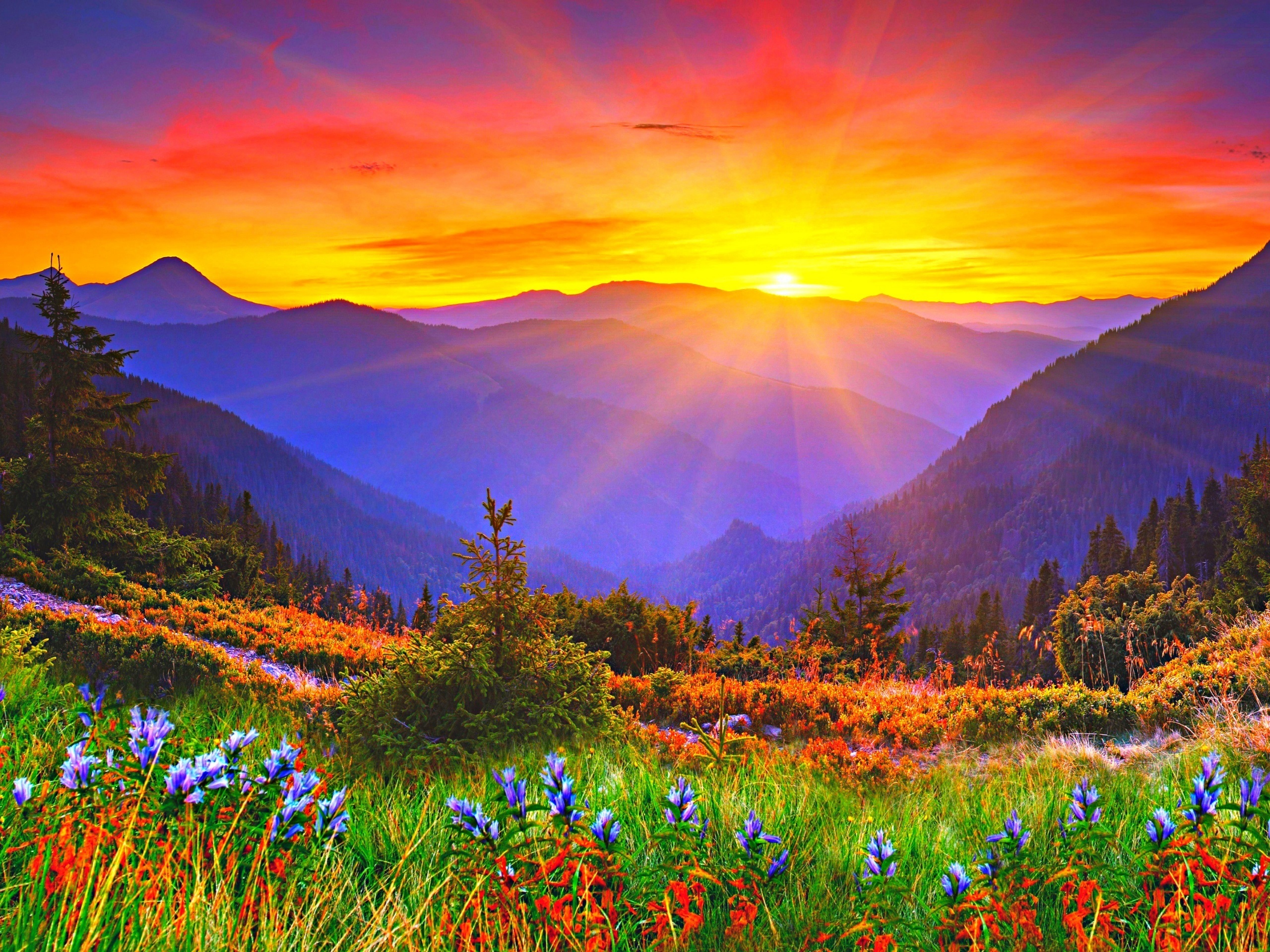 Wildflower, Wilderness, Flora, Mount Scenery, Plant - Morning Time , HD Wallpaper & Backgrounds