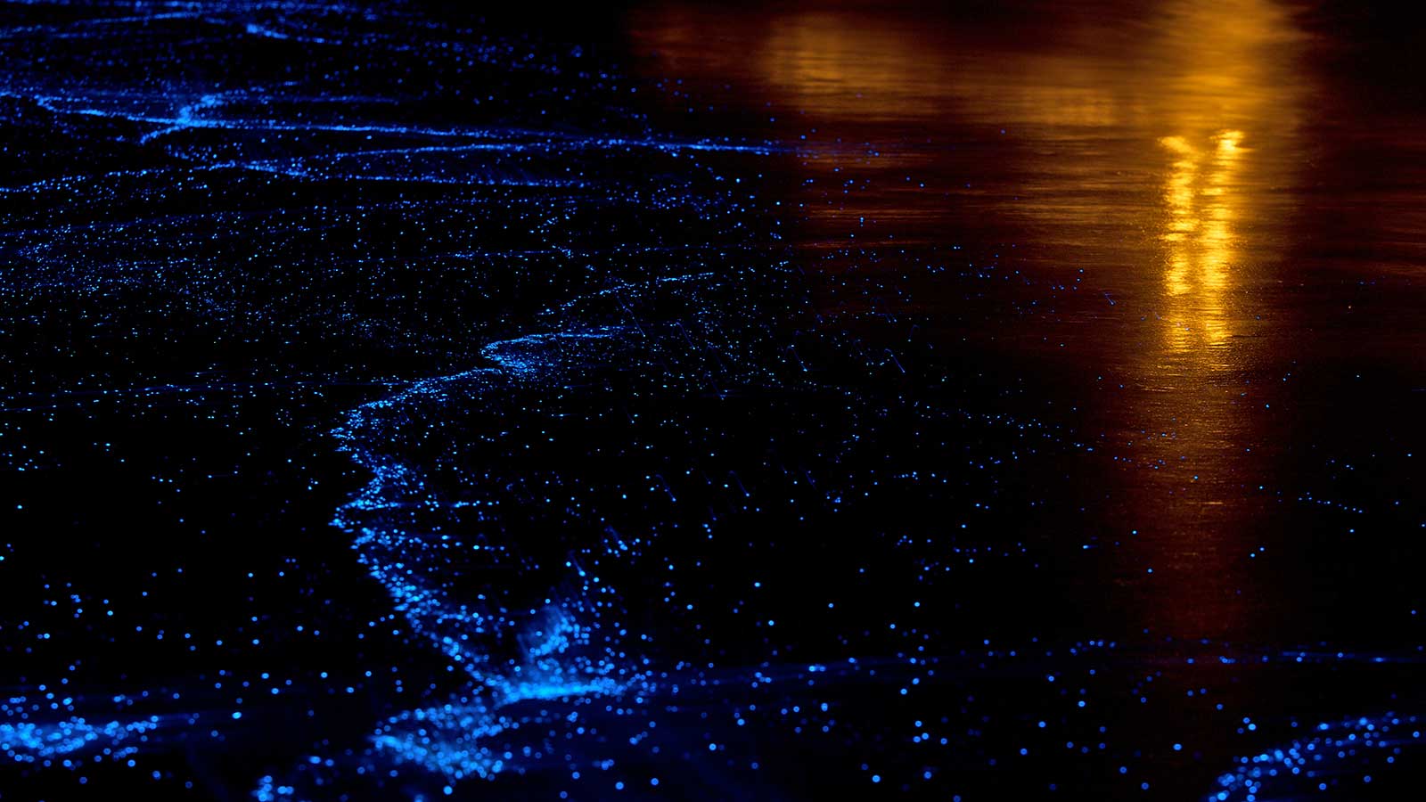 Bioluminescent Plankton - Beautiful Maldives At Night , HD Wallpaper & Backgrounds