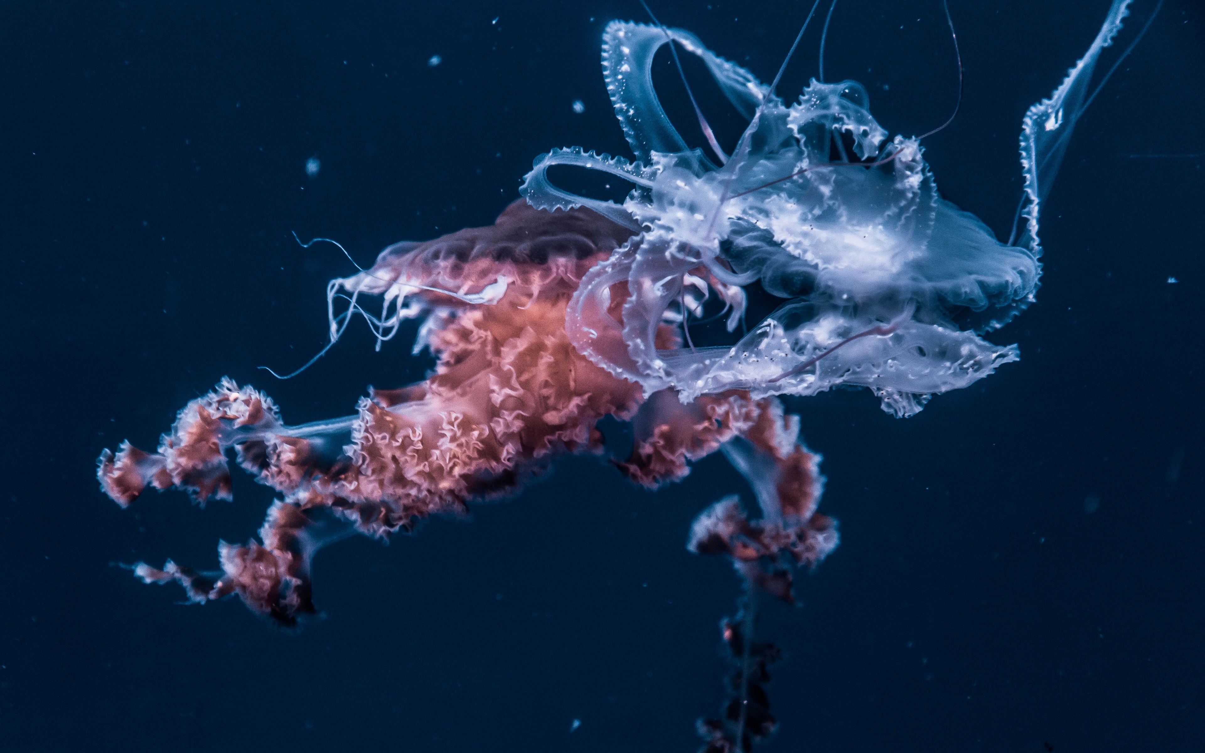 Wallpaper Jellyfish, Underwater, Animals - Space Fluid , HD Wallpaper & Backgrounds