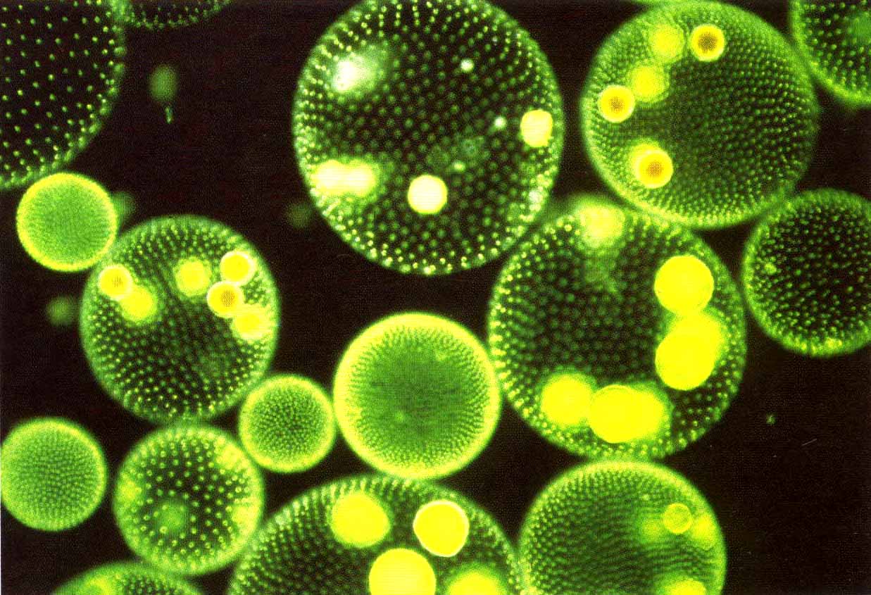 Swimmer In Oceanic Bioluminescent Phytoplankton Aquarium - Flora Del Mar Peruano , HD Wallpaper & Backgrounds