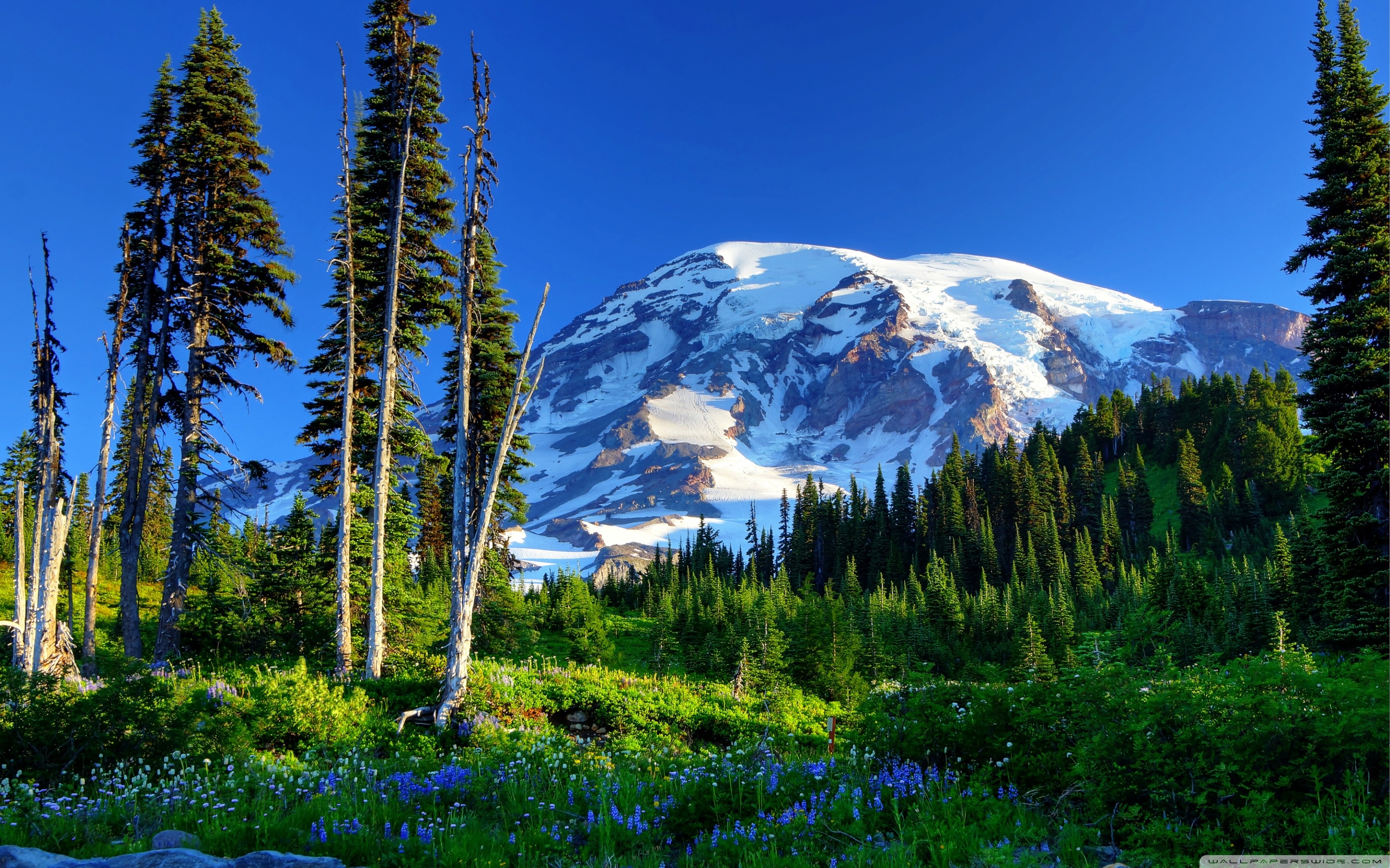 Related Wallpapers - Mount Rainier National Park, Nisqually Glacier , HD Wallpaper & Backgrounds