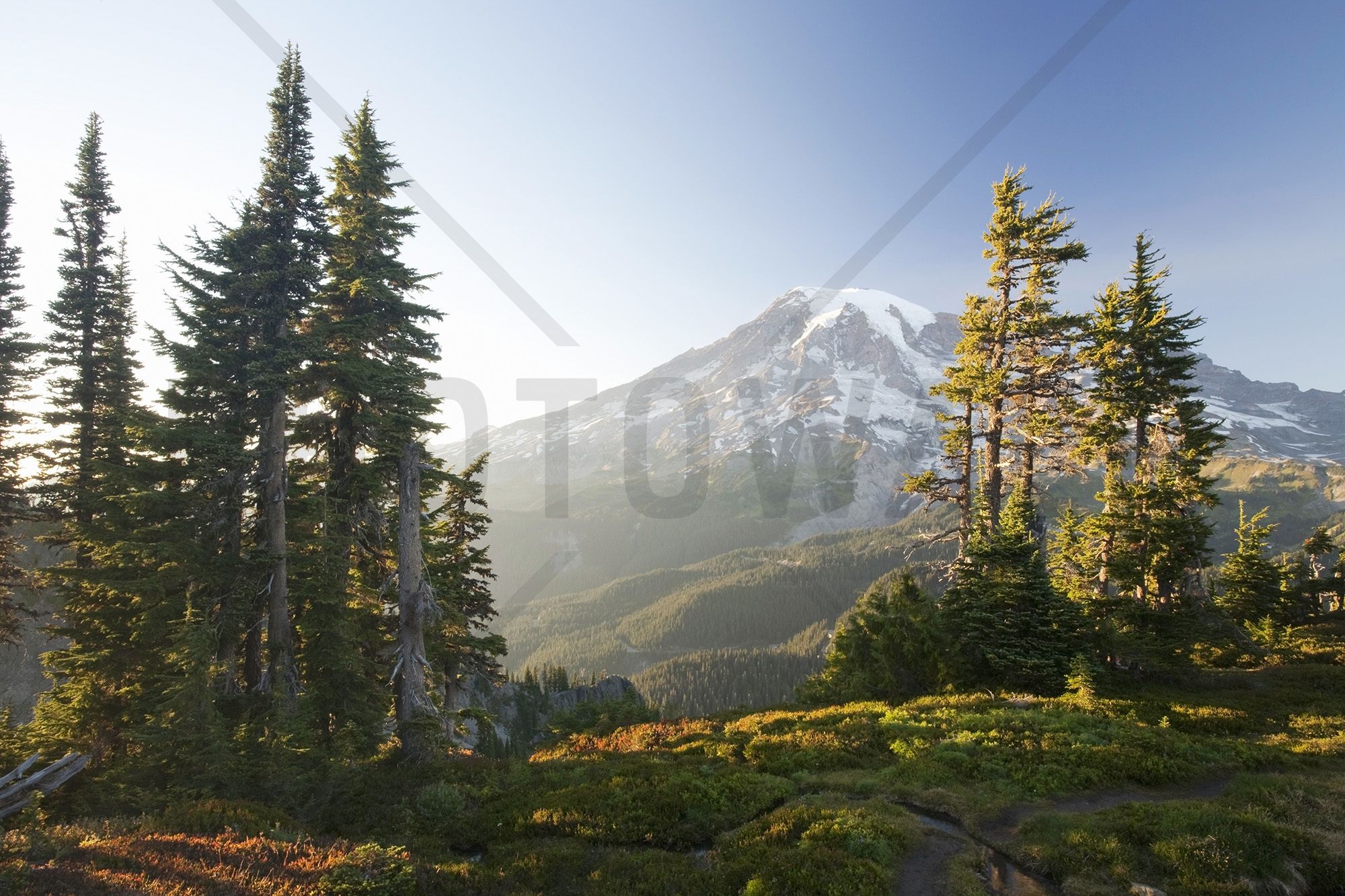 Mount Rainier And Alpine Forest At Sunset - Mount Rainier , HD Wallpaper & Backgrounds