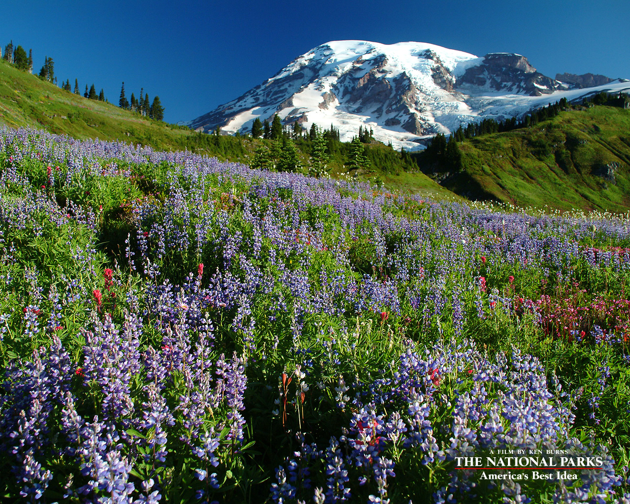 Mount Rainier National Park , HD Wallpaper & Backgrounds