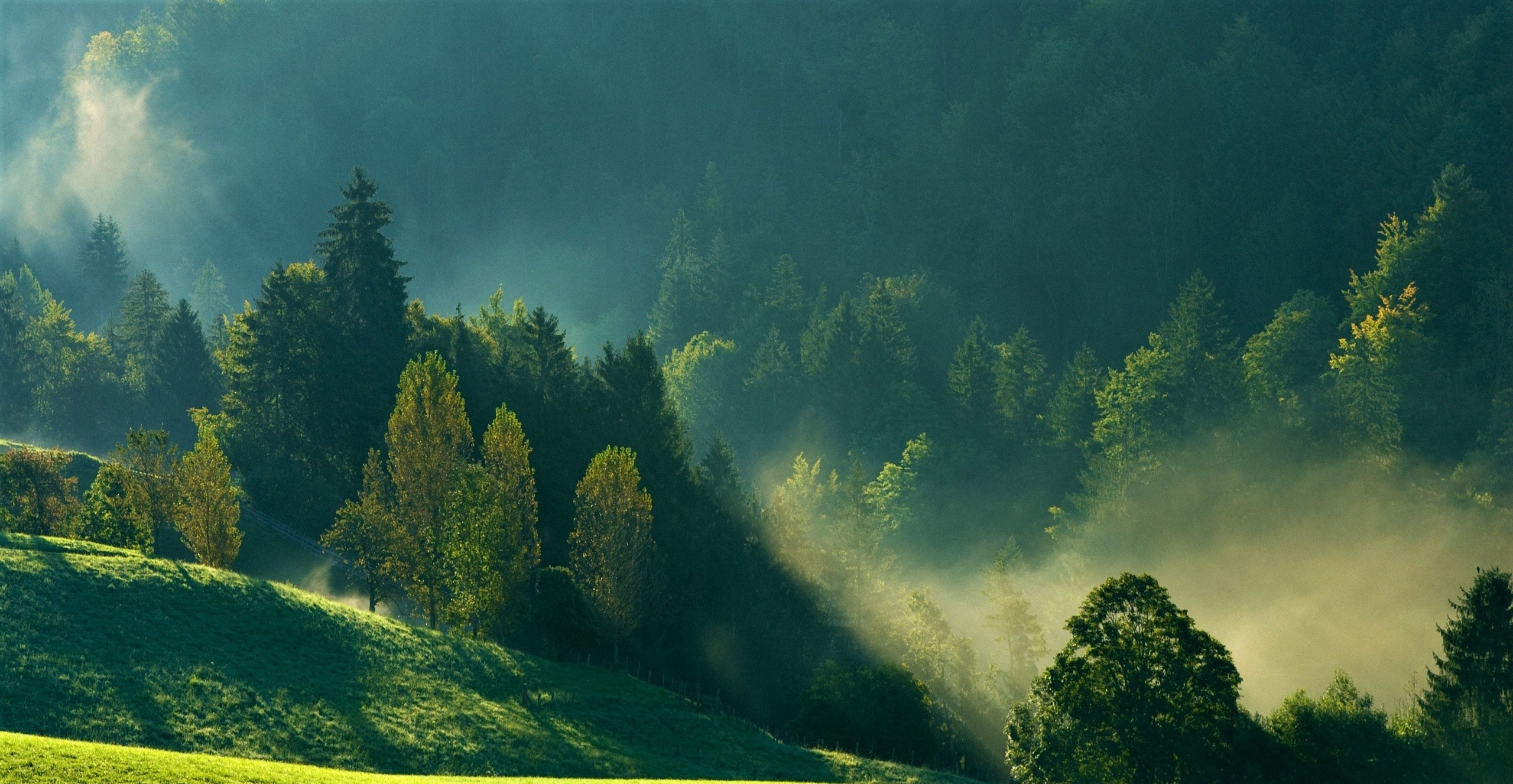 Misty Mountain Forest - Mist Hd , HD Wallpaper & Backgrounds