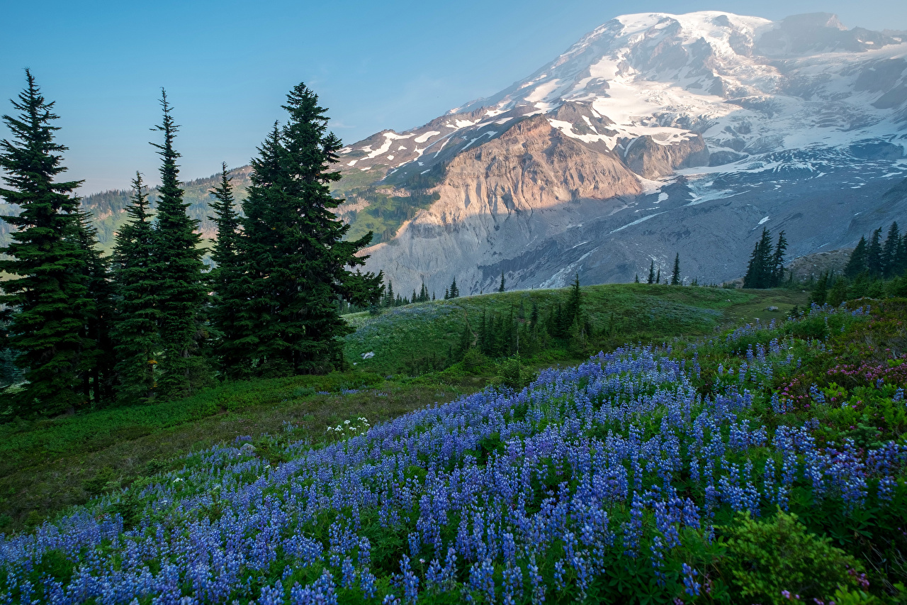 Wallpapers Usa Mount Rainier National Park Nature Spruce - Texas Bluebonnet , HD Wallpaper & Backgrounds