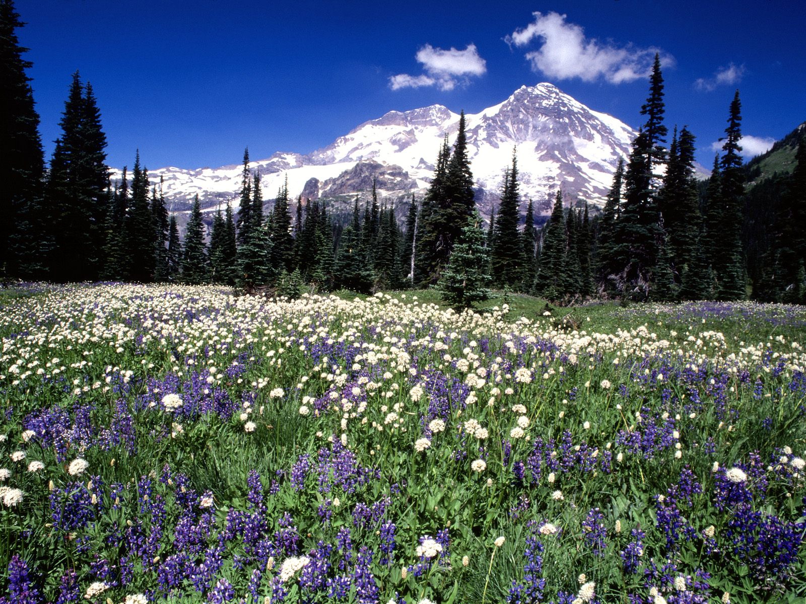 Seasonal Beauty, Mount Rainier, Washington - Prati Di Montagna In Fiore , HD Wallpaper & Backgrounds
