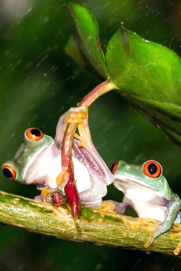 Frog Wallpaper Cute Frog Wallpaper 8 Best Wallpaper - World Nature Photography Competition , HD Wallpaper & Backgrounds