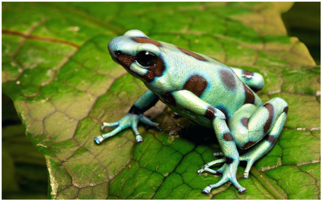 Frog Wallpaper Poison Dart Frog Wallpaper Blue Poison - Poison Dart Frog , HD Wallpaper & Backgrounds