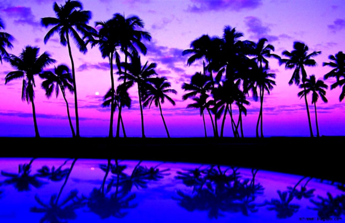 Purple Palm Trees , HD Wallpaper & Backgrounds