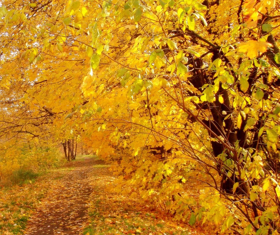Path Polish Poland Autumn Golden Trees Cool Wallpapers - Autumn , HD Wallpaper & Backgrounds