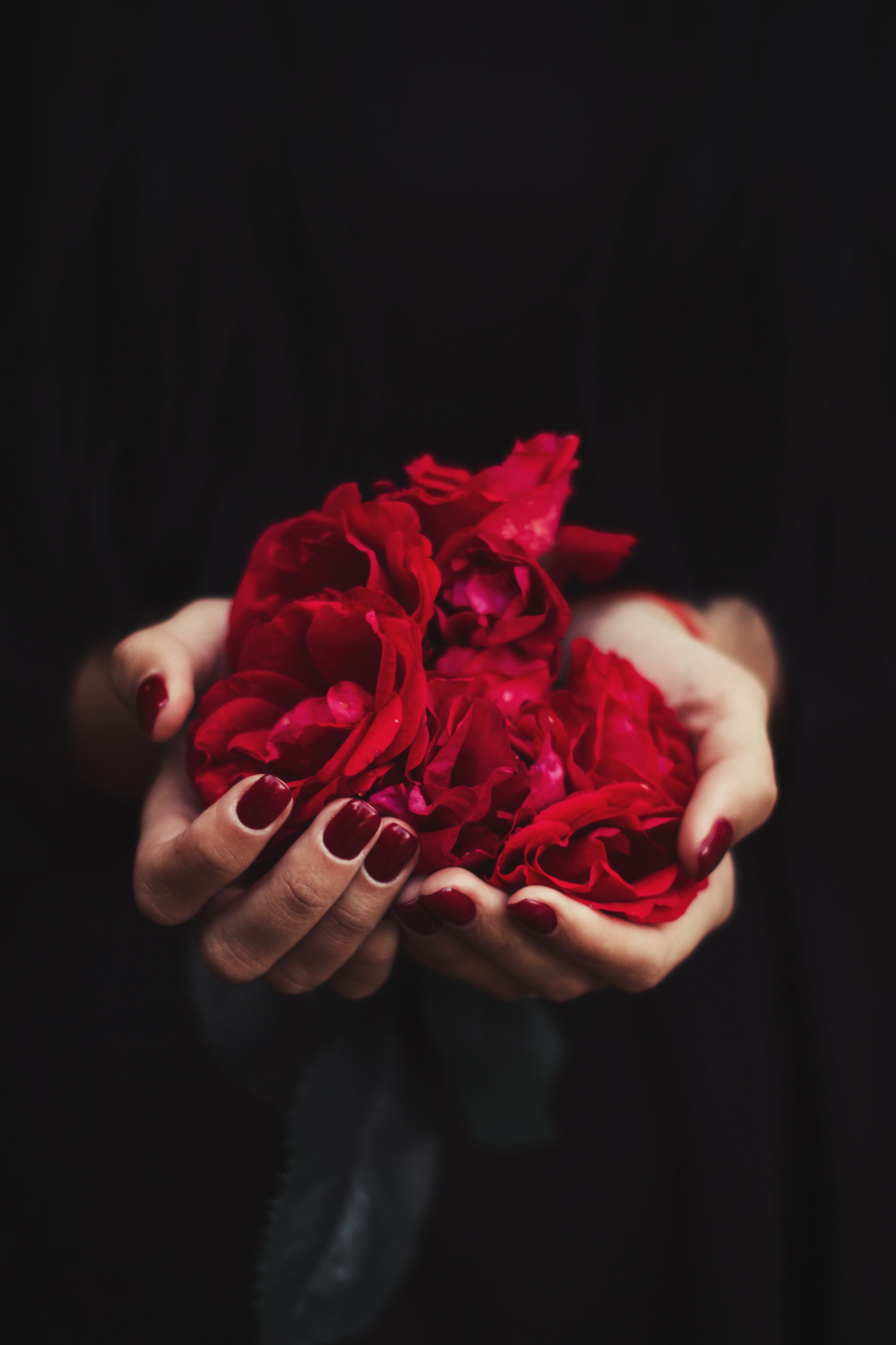 Wallpaper Hands, Rose, Petals, Red, Manicure - Hd Iphone 8 Red Flower , HD Wallpaper & Backgrounds