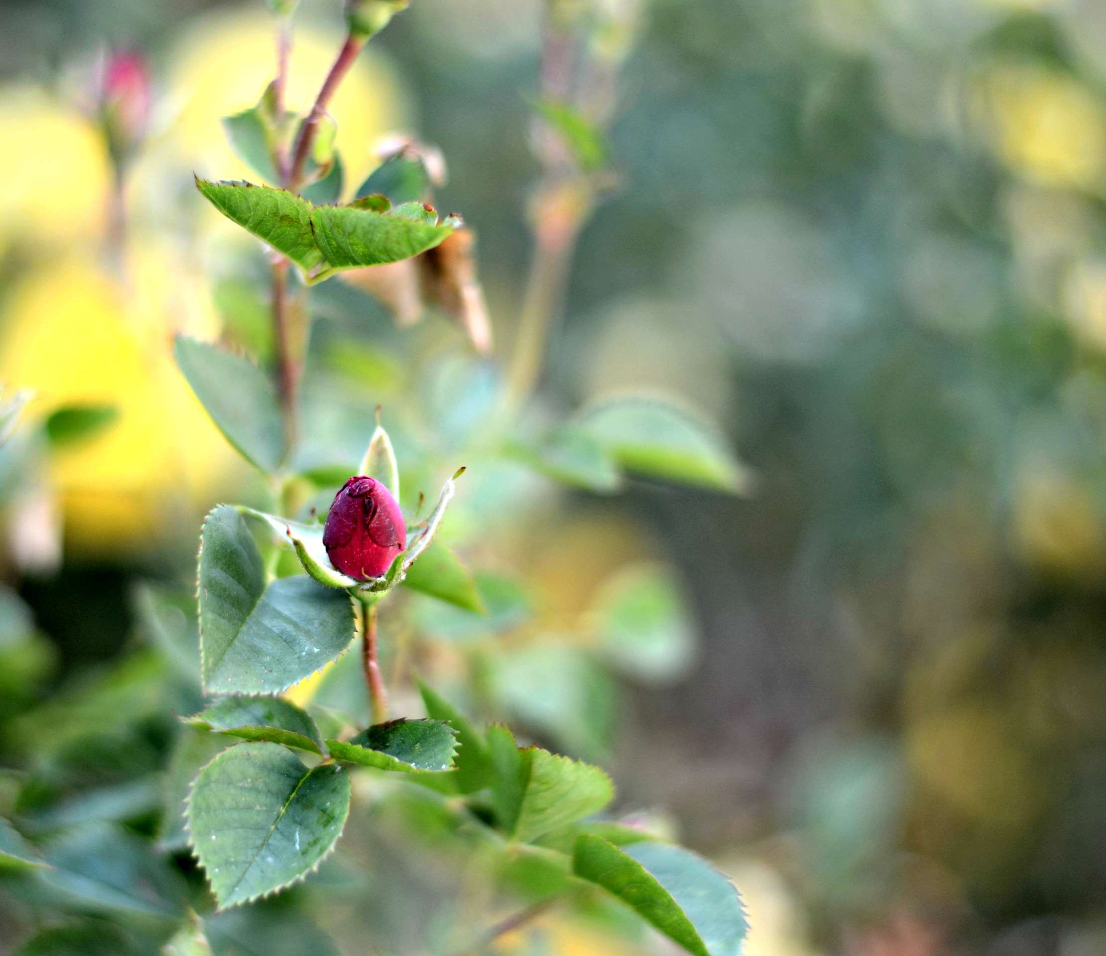 Bloom, Bud, Dark Red, Flower, Knospe, Red, Rose, Rosebud - Garden Roses , HD Wallpaper & Backgrounds