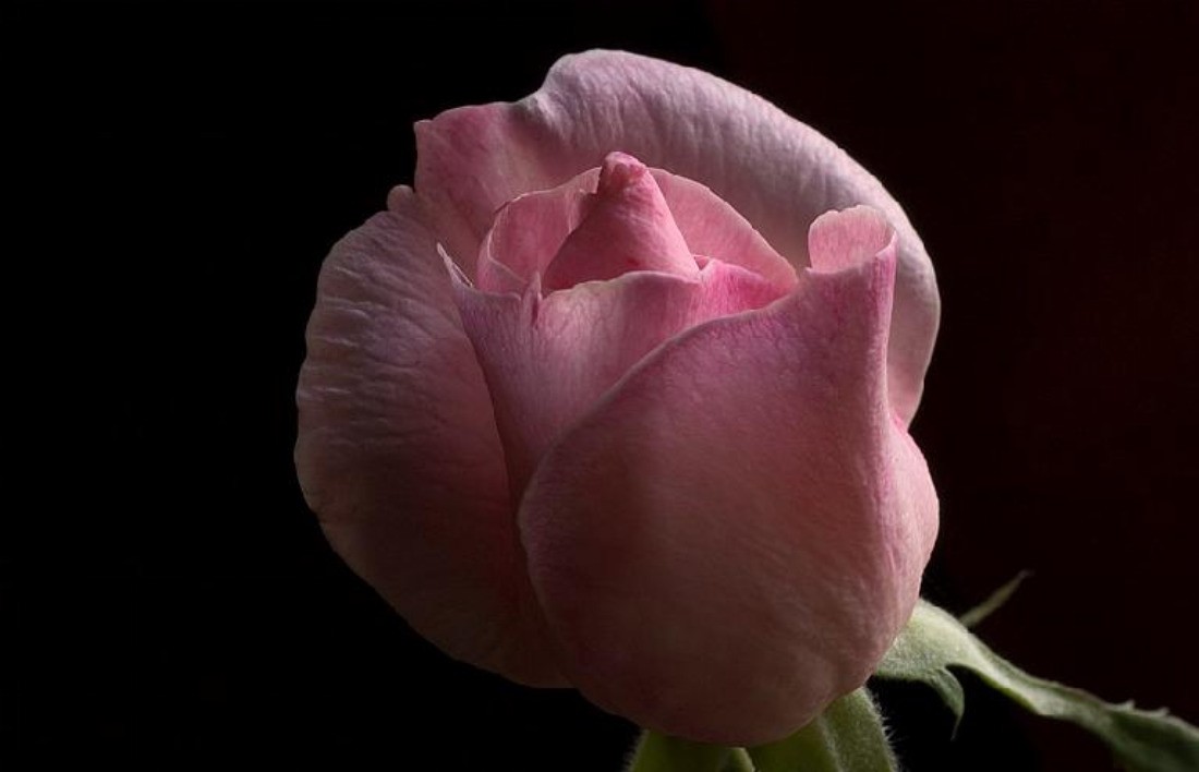 Black Rosebud Pink Wallpaper Flower For Desktop Detail - Beautiful Morning Rose Gif , HD Wallpaper & Backgrounds