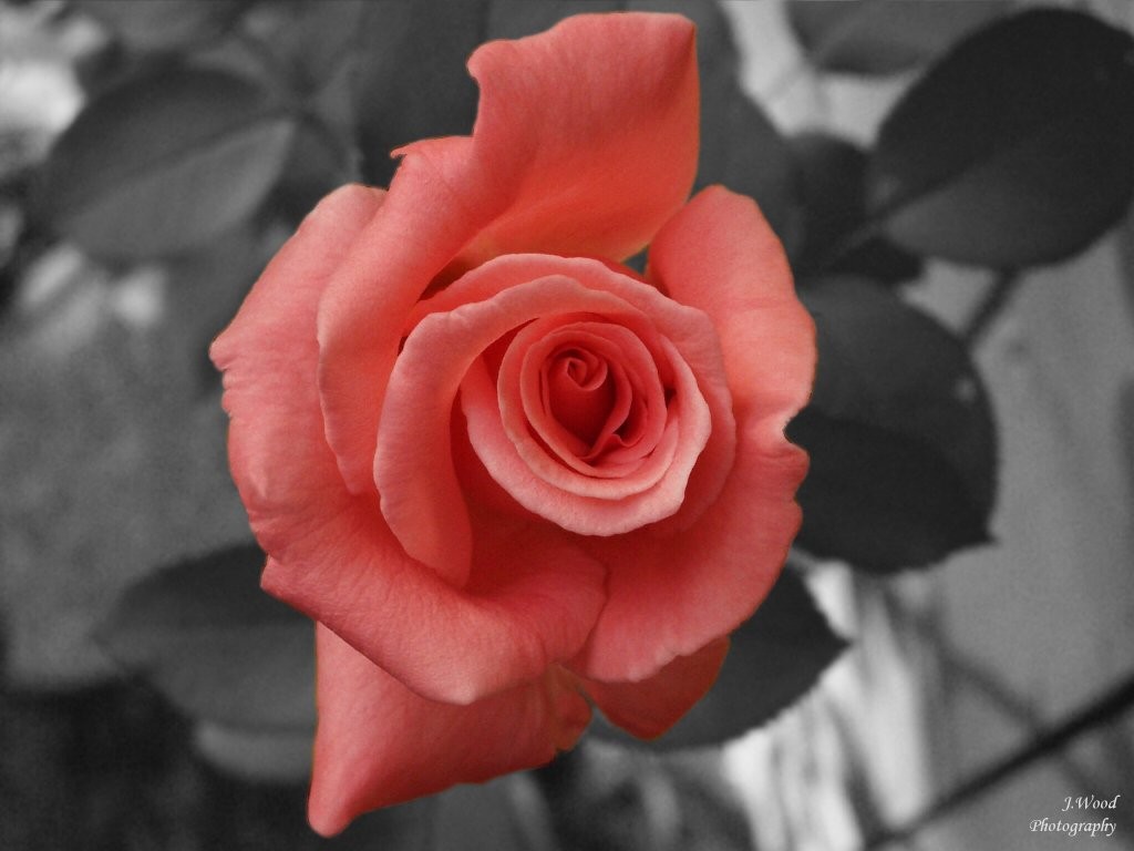 Red Rose , HD Wallpaper & Backgrounds