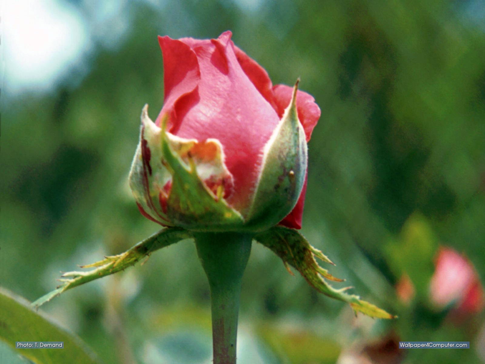 Wallpaper - Rosebud - Garden Roses , HD Wallpaper & Backgrounds