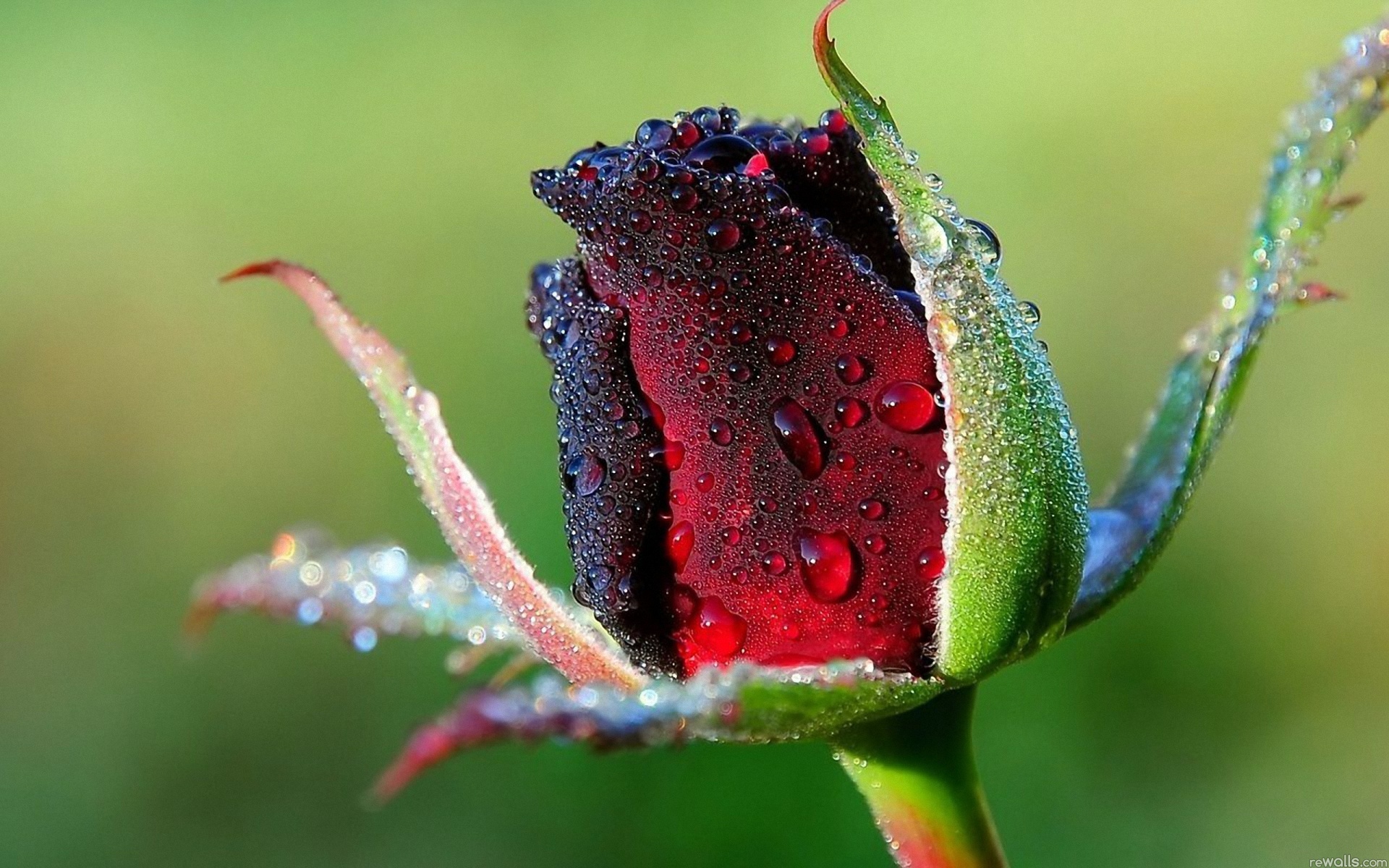 Download Original - Rose With Drop Water , HD Wallpaper & Backgrounds