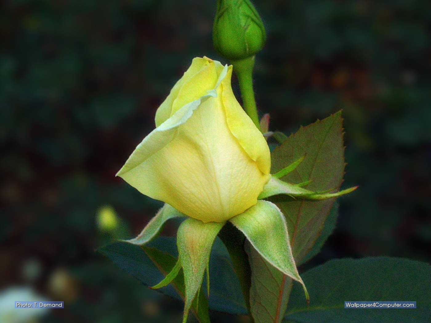 Yellow Rosebud - Hybrid Tea Rose , HD Wallpaper & Backgrounds