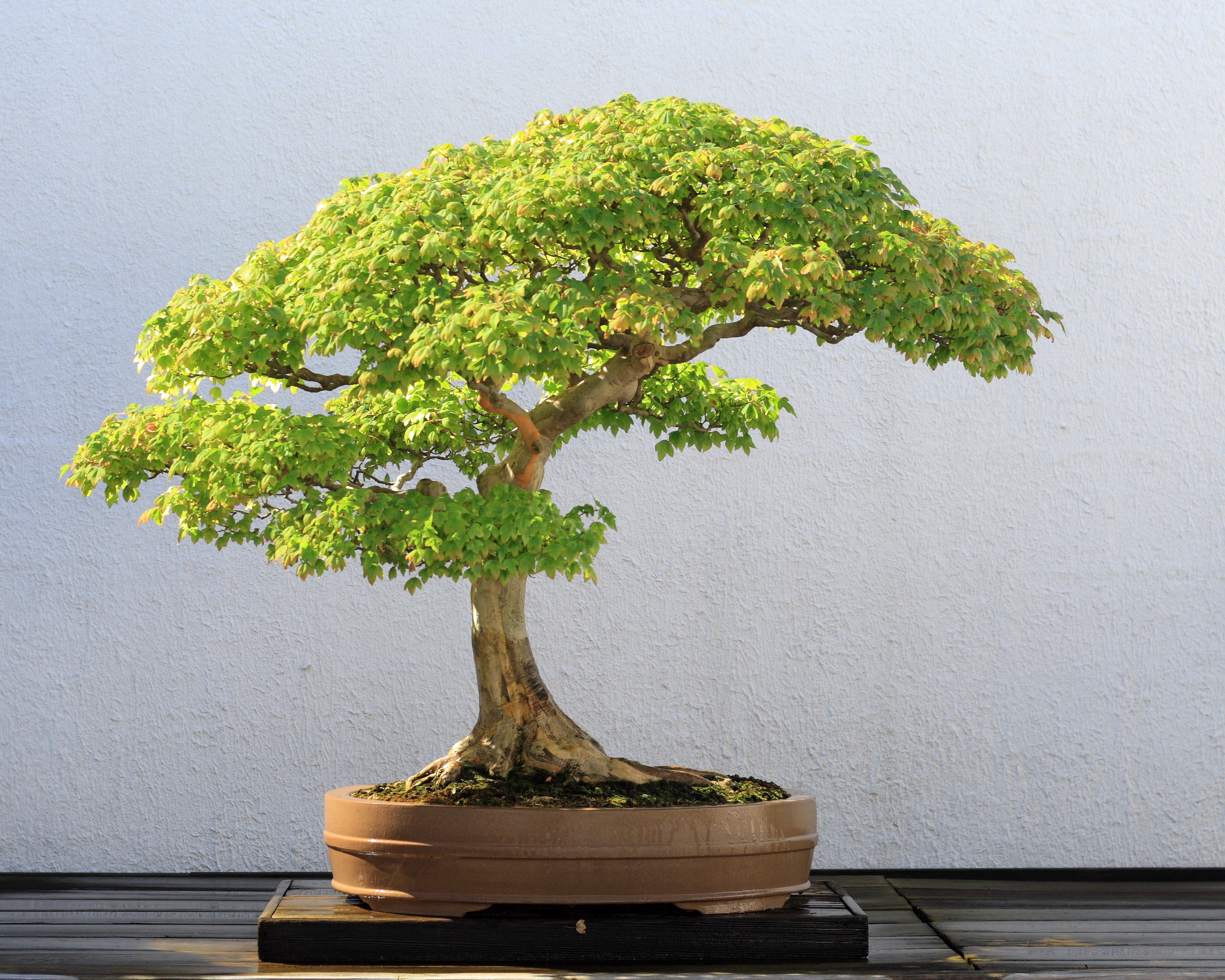 Download - Bonsai Tree , HD Wallpaper & Backgrounds