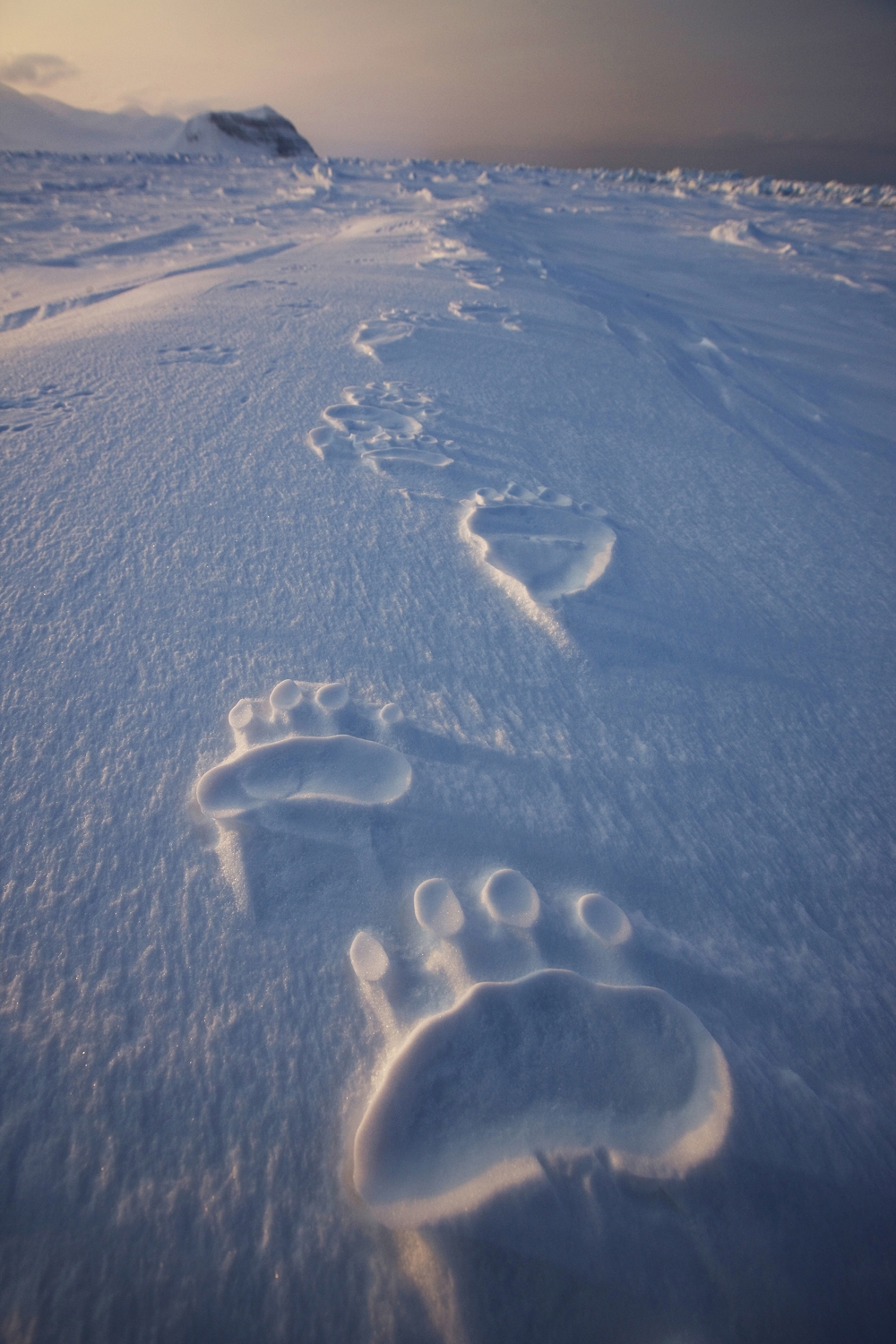 Outstanding Nature Wallpaper - Polar Bear Tracks In Snow , HD Wallpaper & Backgrounds