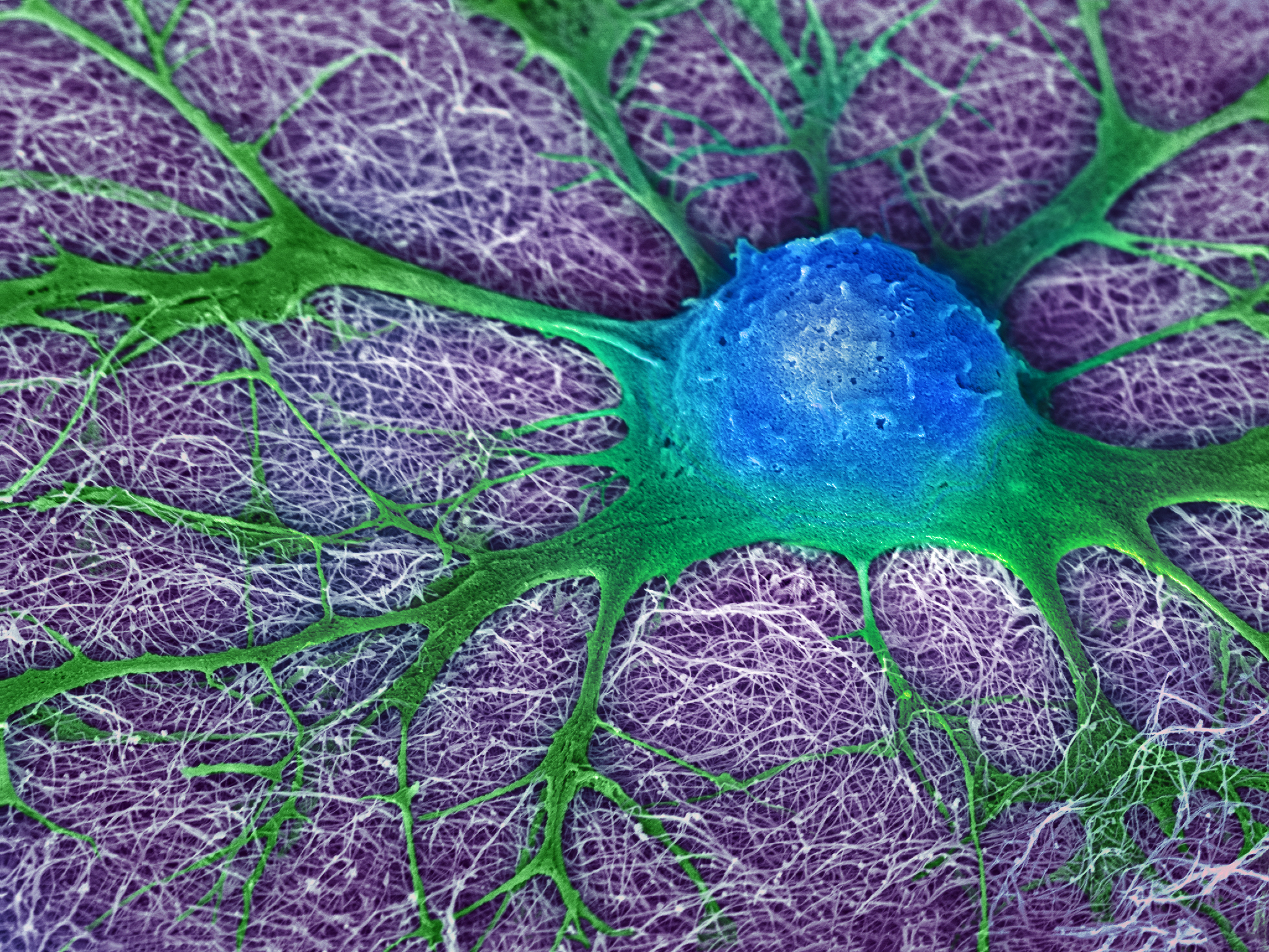Neuron , HD Wallpaper & Backgrounds