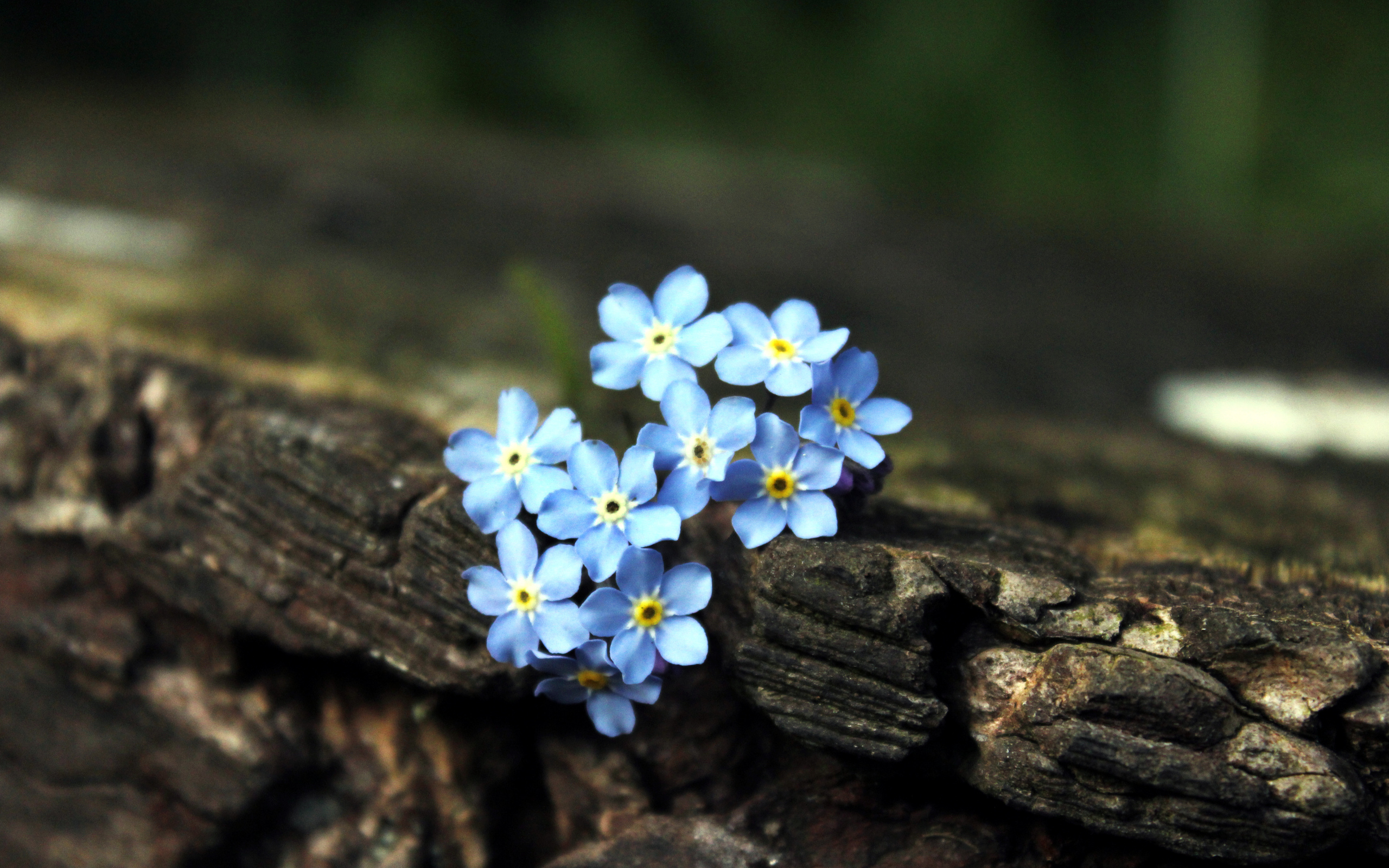 Forget Me Not Hd Wallpaper - Forget Me Not Hd , HD Wallpaper & Backgrounds