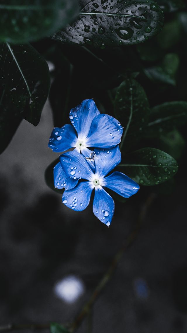 Blue Flower, Forget Me Not, 4k, 5k - Flowers Wallpaper Iphone 8 Blue , HD Wallpaper & Backgrounds