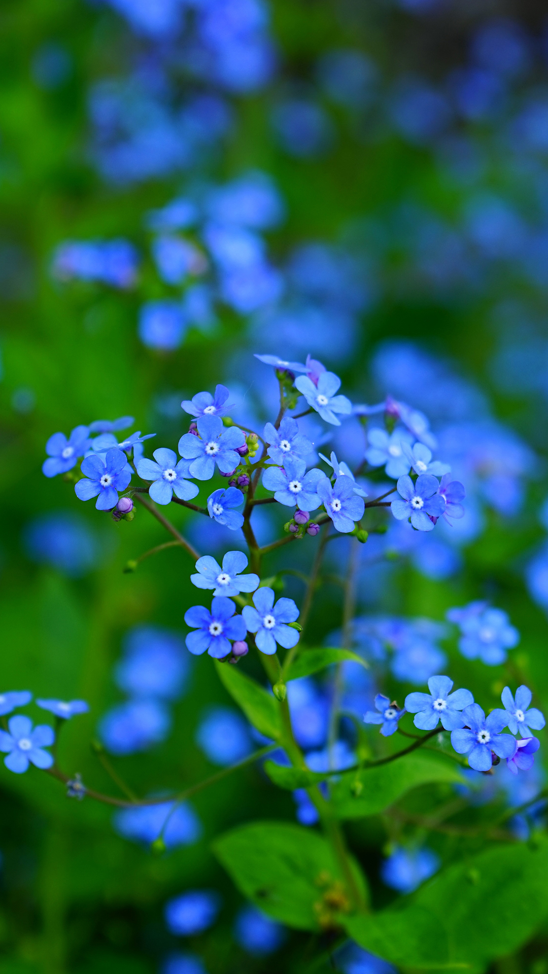 Forget Me Not Phone Wallpaper - Forget Me Not Hd , HD Wallpaper & Backgrounds