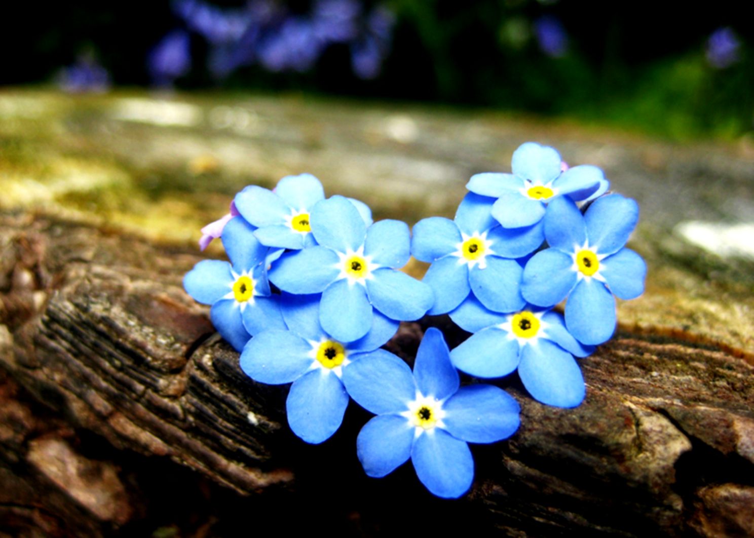 Forget Me Not Flowers Hd Wallpapers 11 Qhd Wallpaper - Forget Me Not Heart , HD Wallpaper & Backgrounds