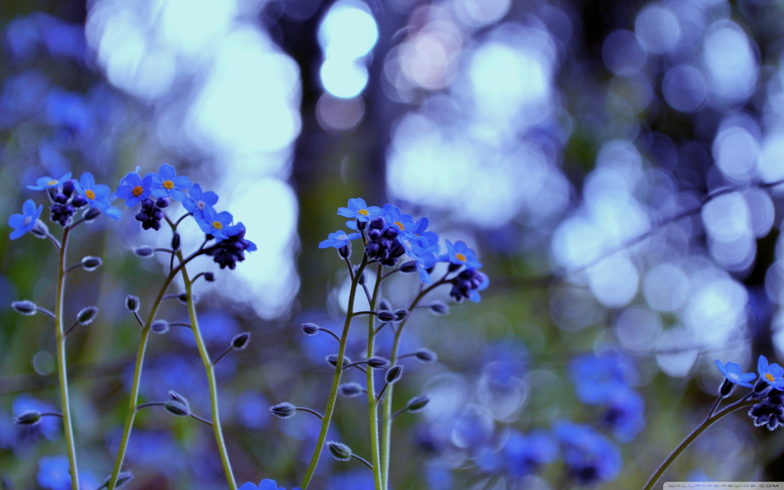 Wide - Forget Me Not Phone , HD Wallpaper & Backgrounds