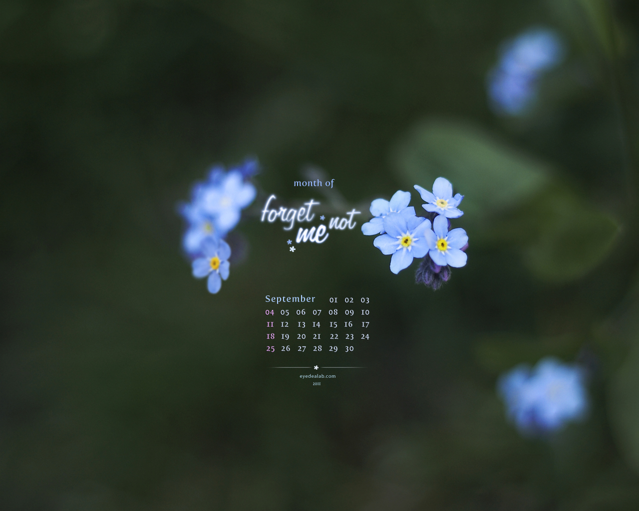1024×768 - Forget Me Not Flower Month , HD Wallpaper & Backgrounds