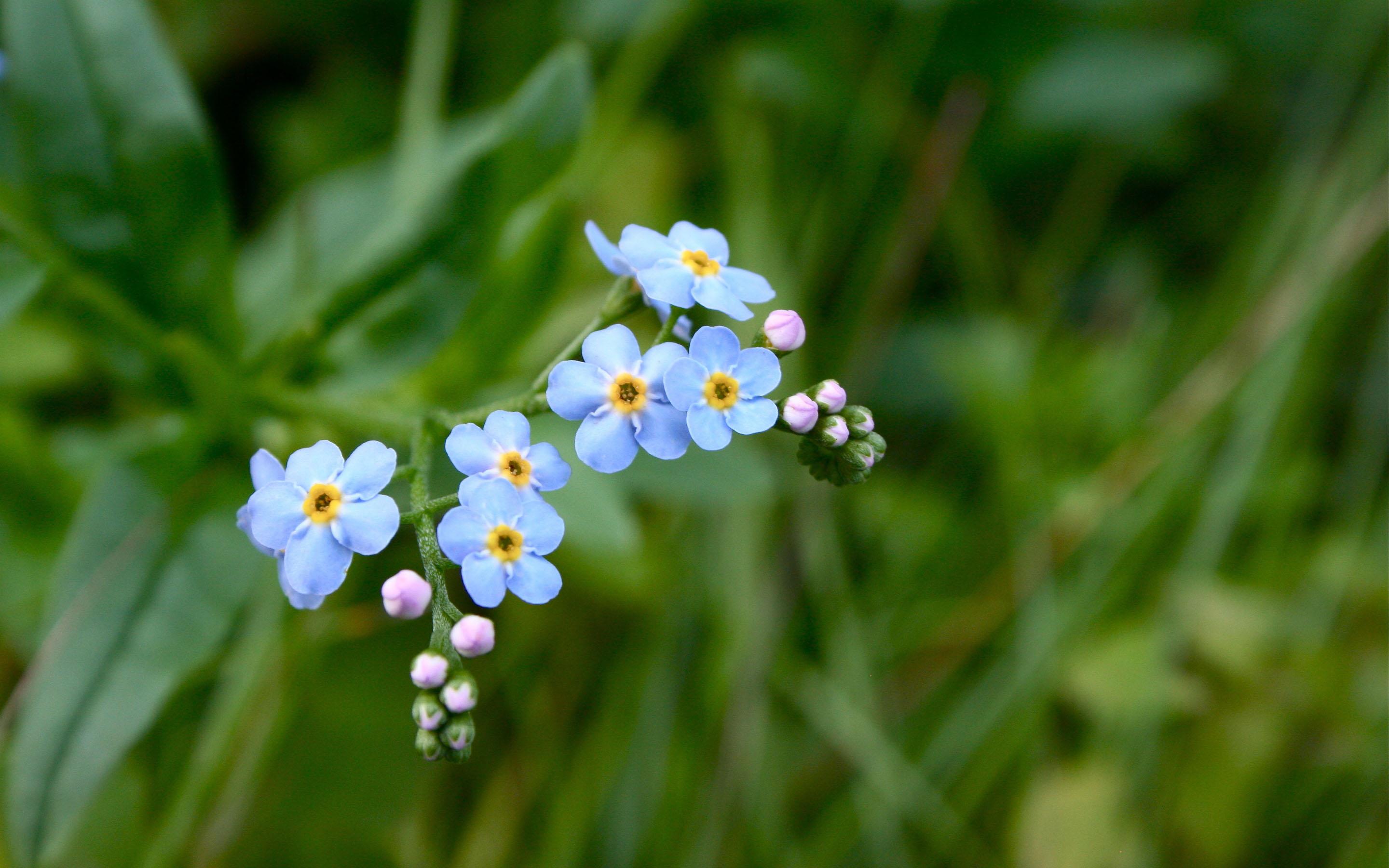 Liked Like Share - Forget Me Not Sprig , HD Wallpaper & Backgrounds