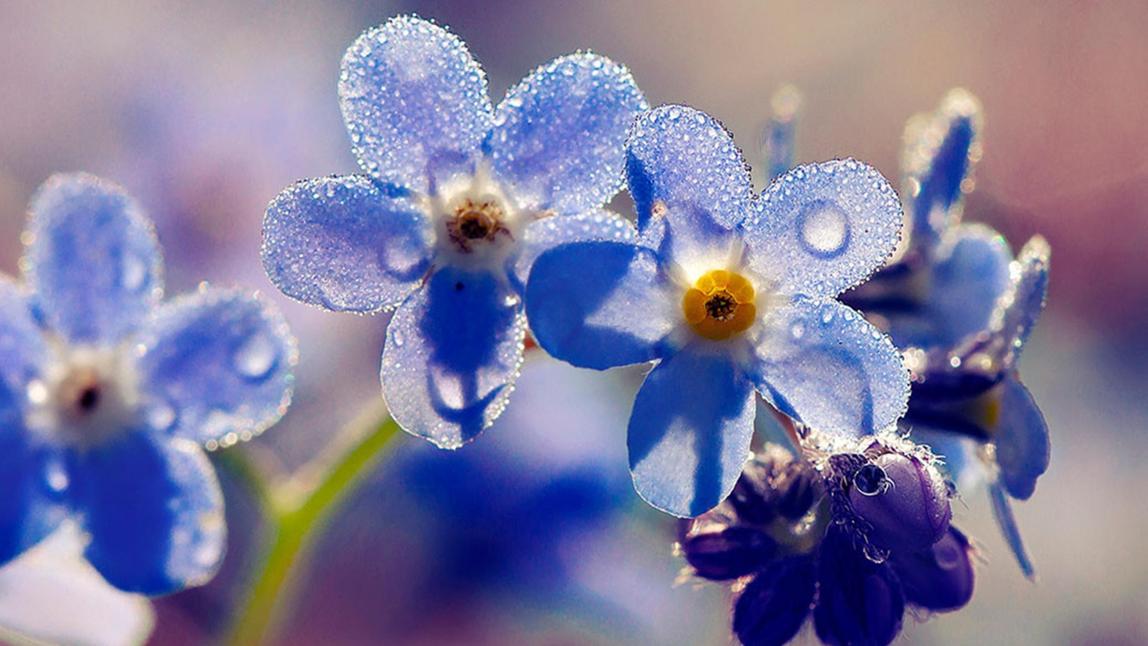 4k Forget Me Nots Wallpapers - Forget Me Nots In Rain , HD Wallpaper & Backgrounds