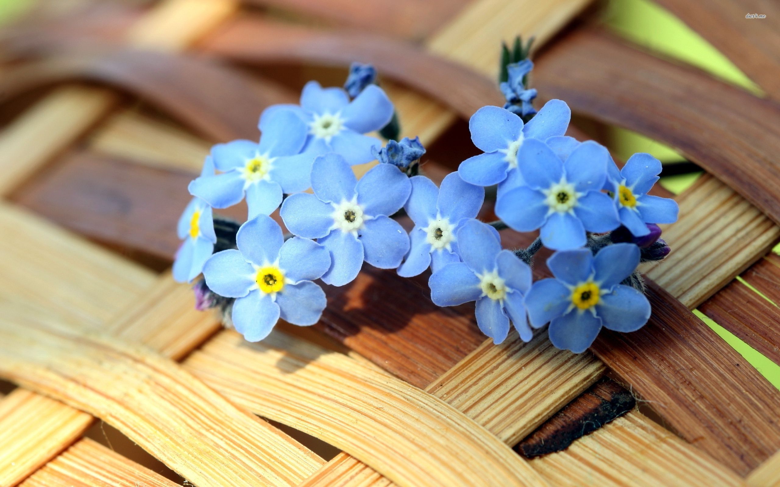 Forget Me Not Wallpaper - Not Forget Me Flower , HD Wallpaper & Backgrounds
