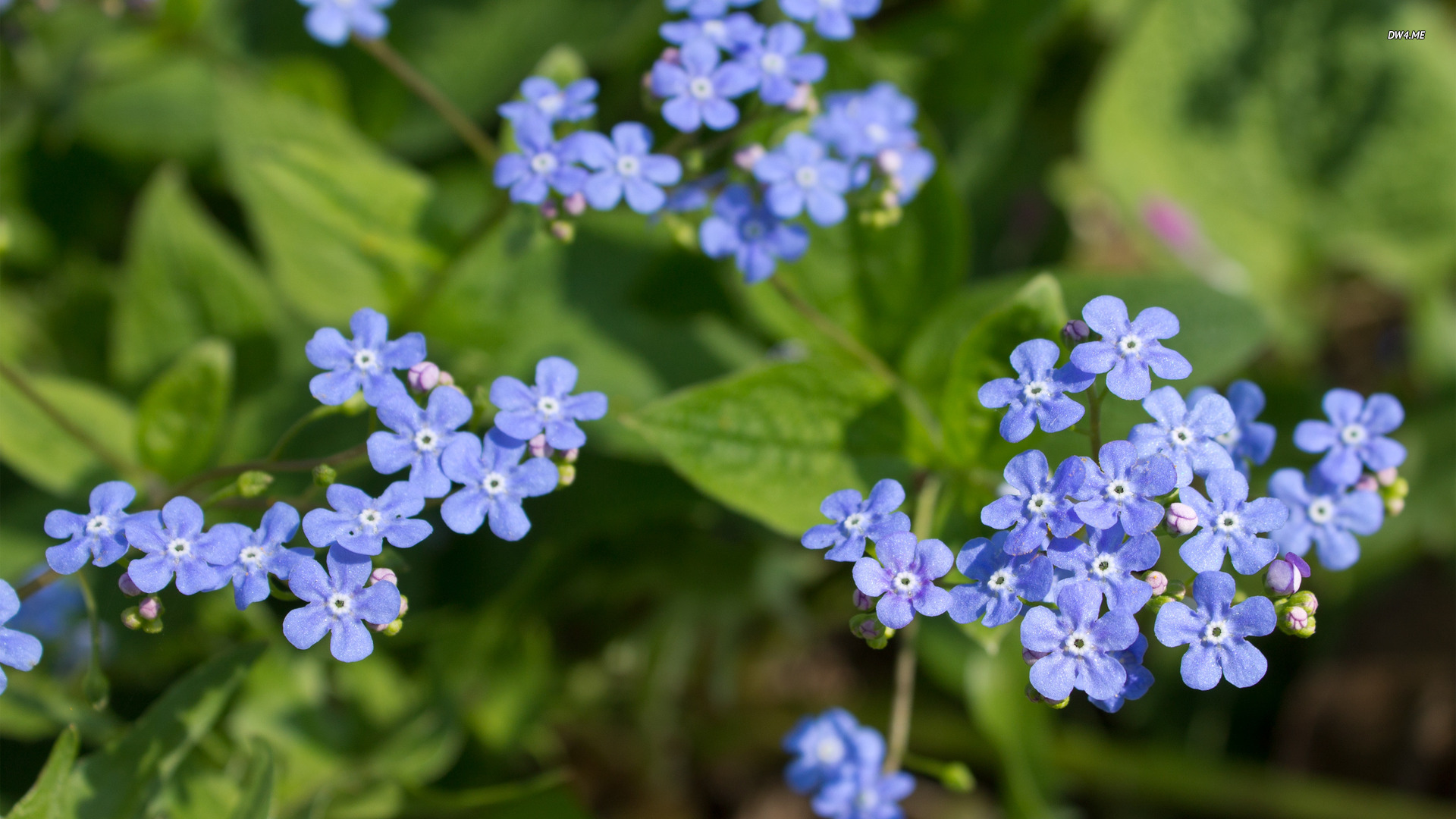 Best Images Of Forget Me Not Flower - Scorpion Grasses , HD Wallpaper & Backgrounds