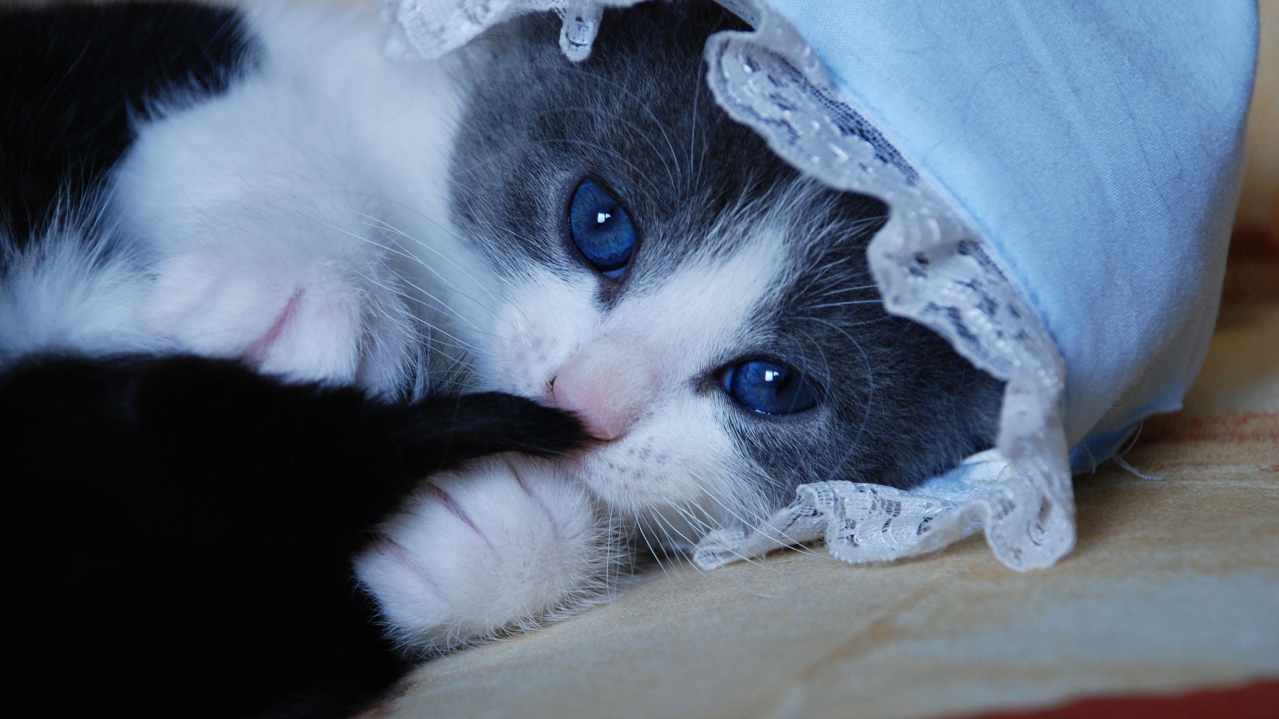 Cute Baby White Kittens With Blue Eyes Wallpaper Download - White Kitten Cute Blue Eyes , HD Wallpaper & Backgrounds