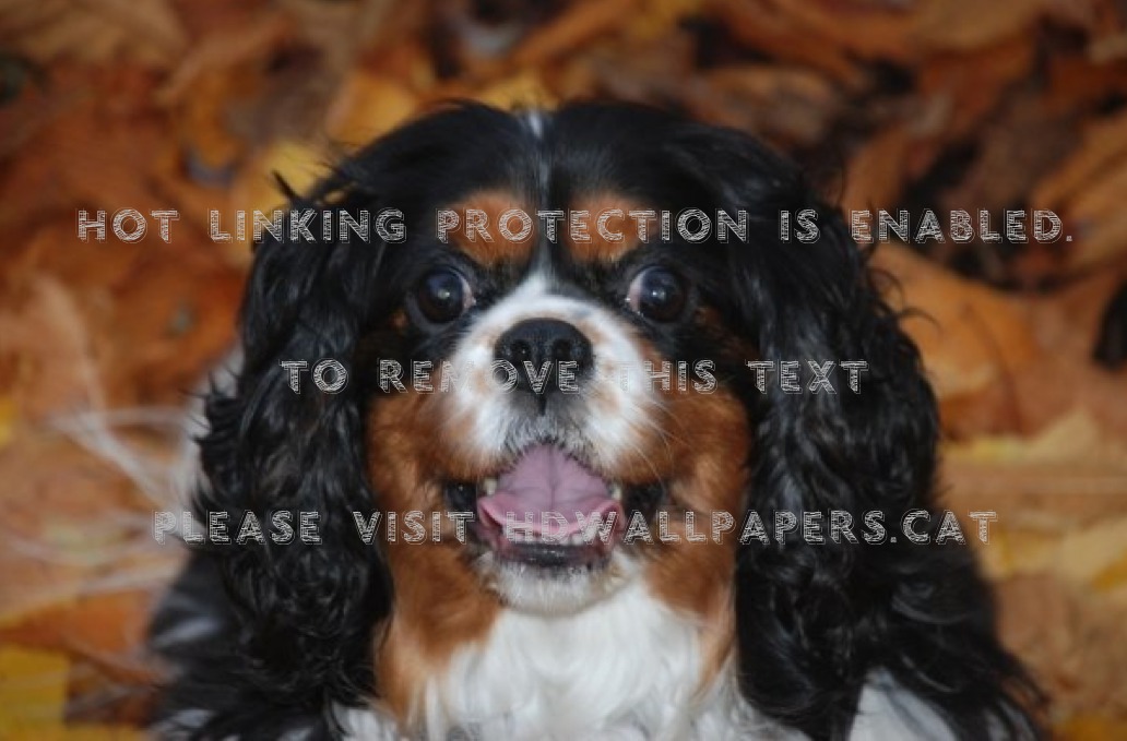 King Charles Spaniel , HD Wallpaper & Backgrounds