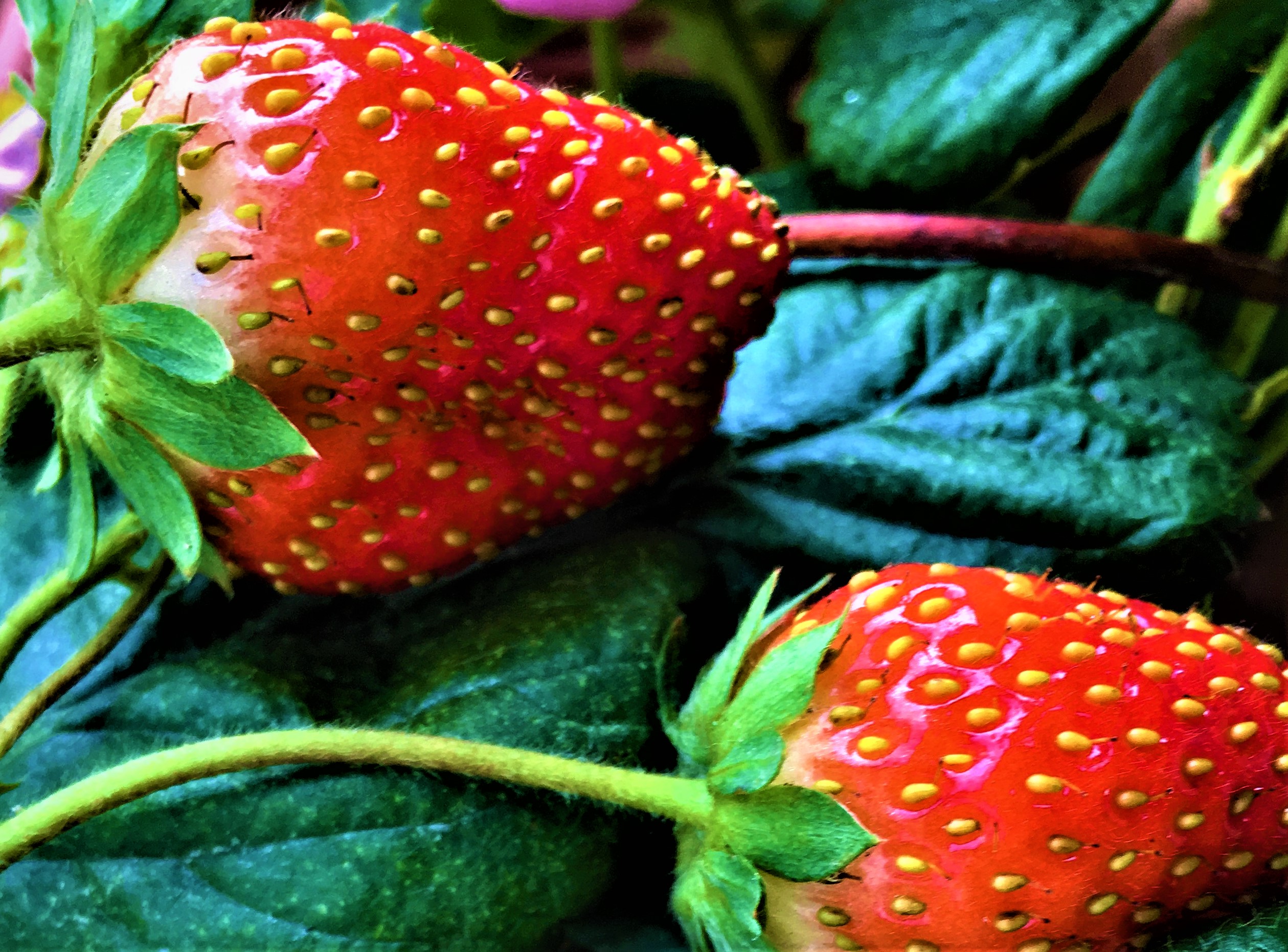 Strawberry , HD Wallpaper & Backgrounds