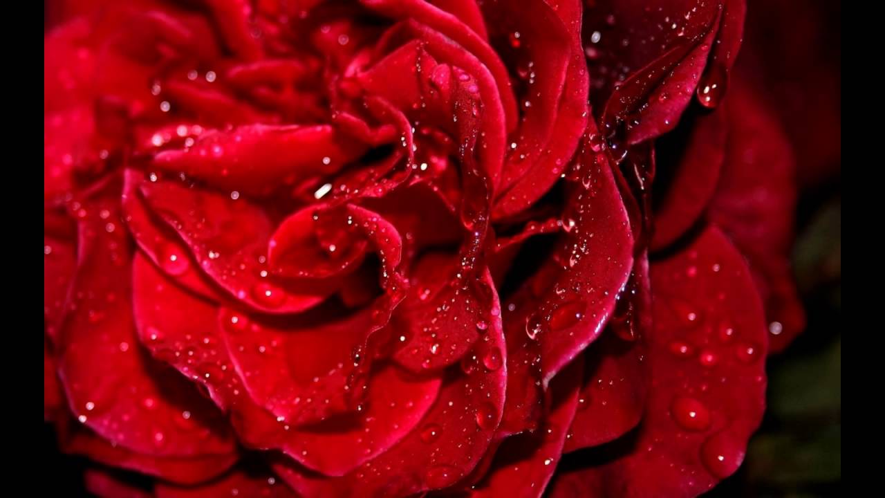 Merah Segar Naik Hd Wallpaper - Fresh Roses Images Hd , HD Wallpaper & Backgrounds