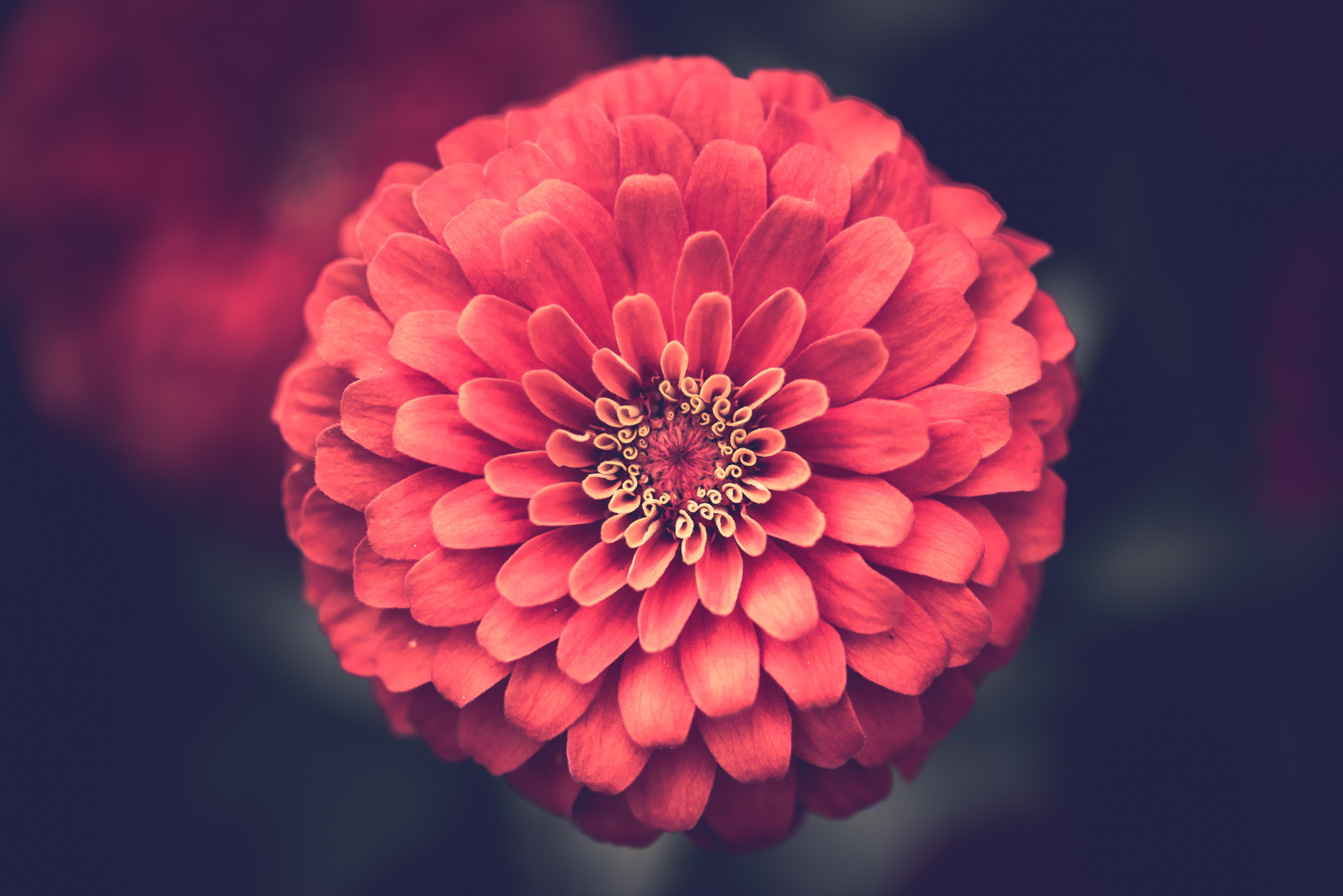 Flower 5k Retina Ultra Hd Wallpaper - Red Flower , HD Wallpaper & Backgrounds